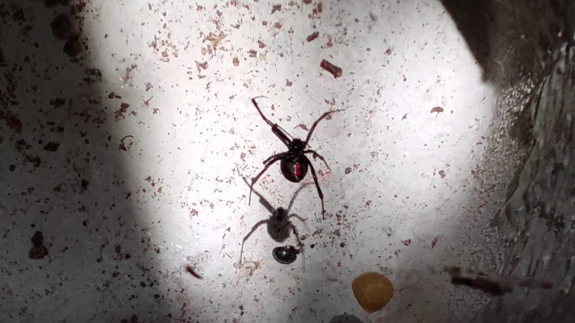 1920x1080 Black Widow Spider and her nest