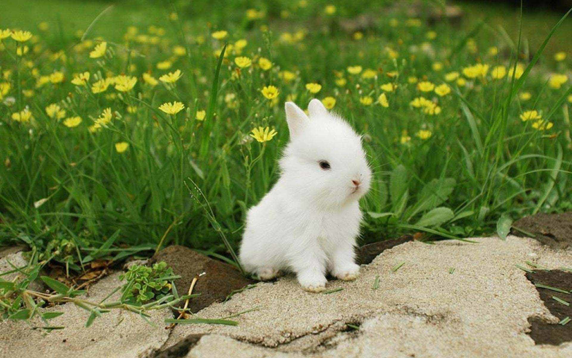 1920x1200 ... lovely Best Rabbit Wallpapers Images Photos And Pictures For Free .