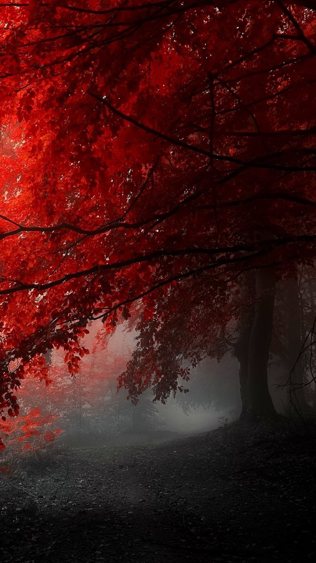 1080x1920 Foggy red tree nature mobile  Wallpaper.