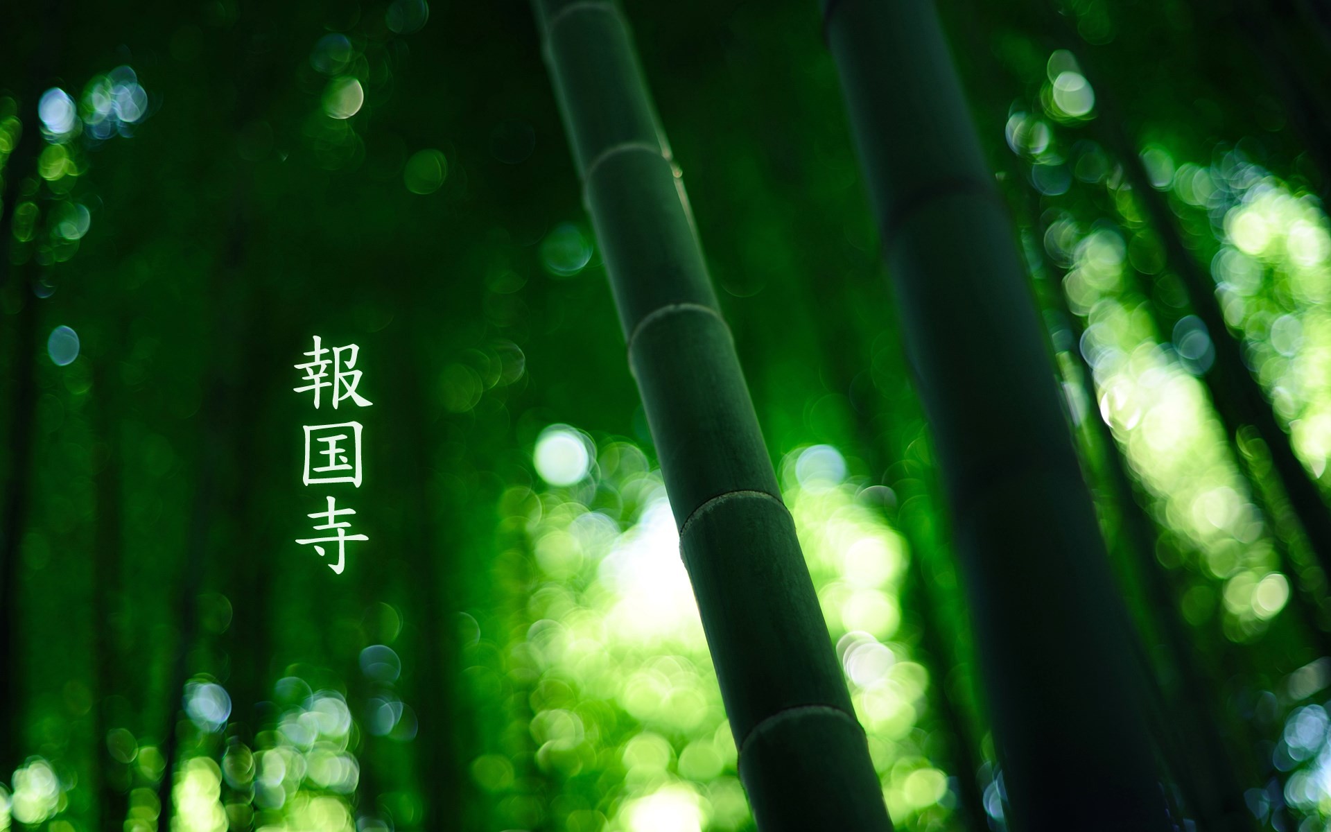 1920x1200 bamboo - Full HD Background 