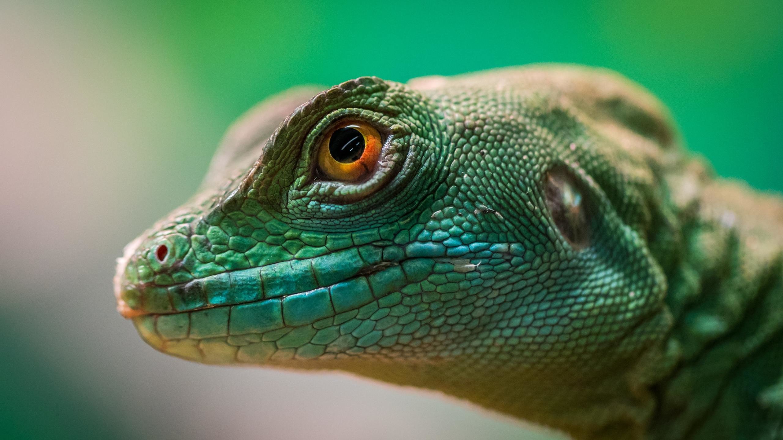 2560x1440 green-lizard-reptile-macro-4k-jv.jpg