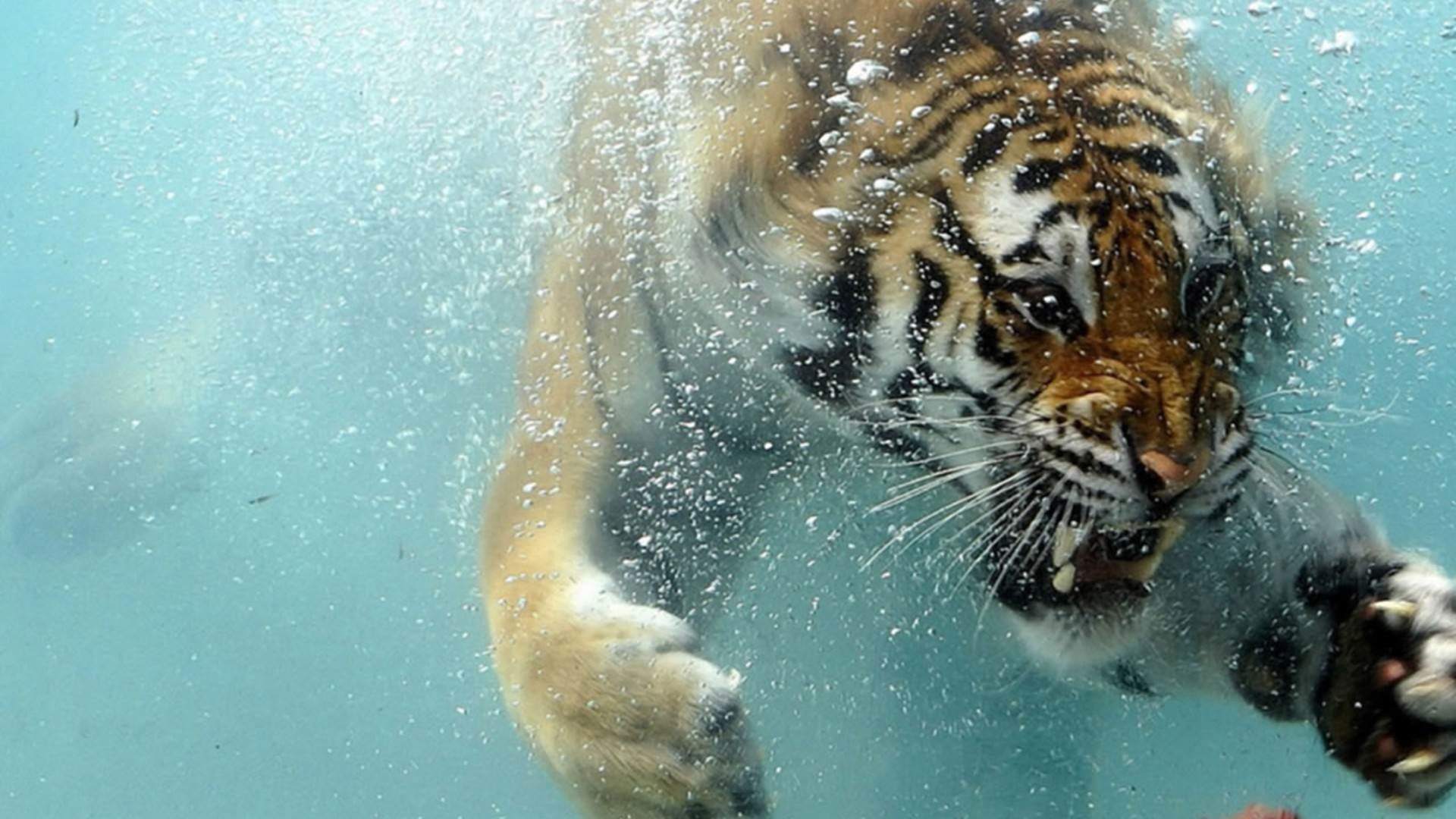 1920x1080 Animals Wallpapers Hd