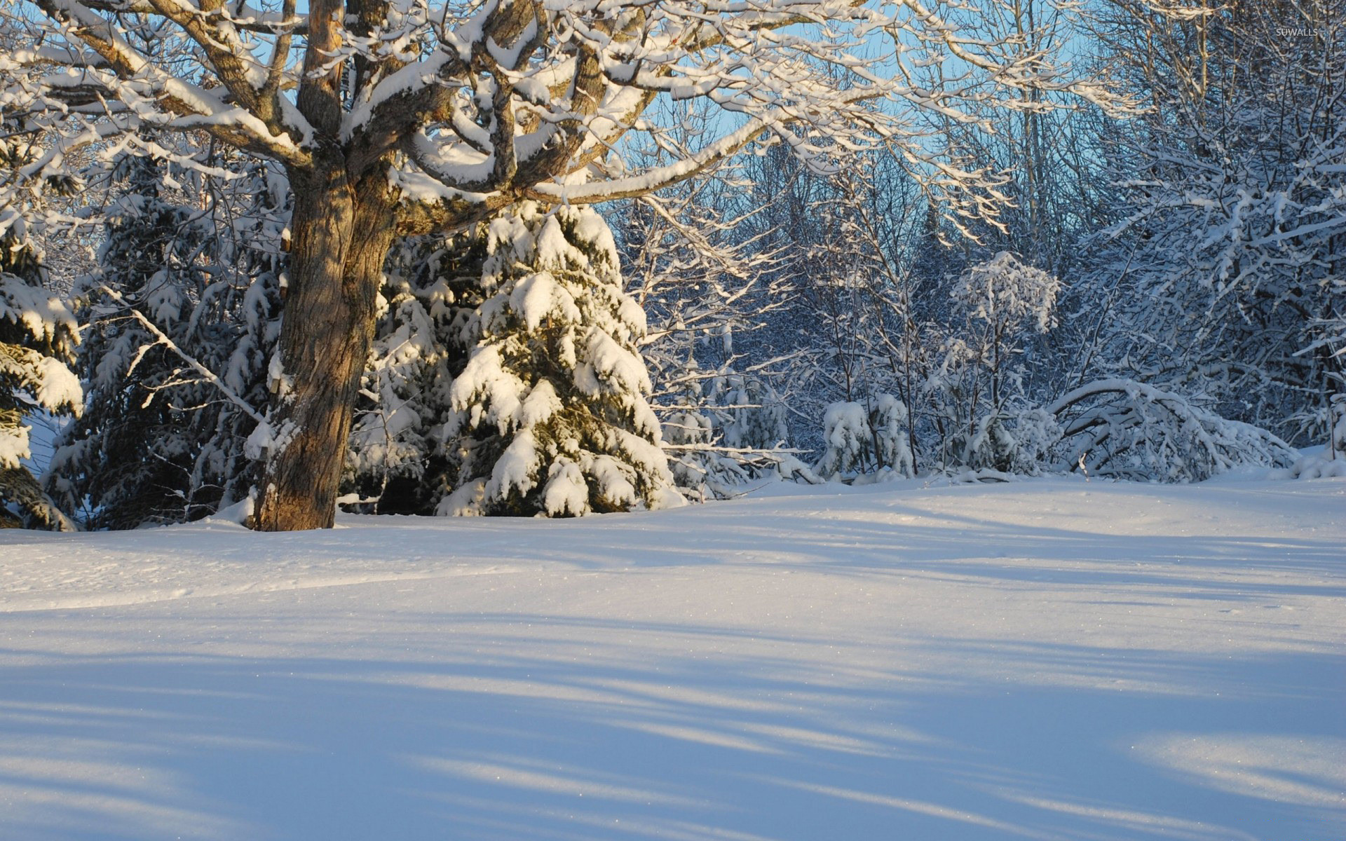 1920x1200 Sun light reflecting on the snow wallpaper - Nature wallpapers .