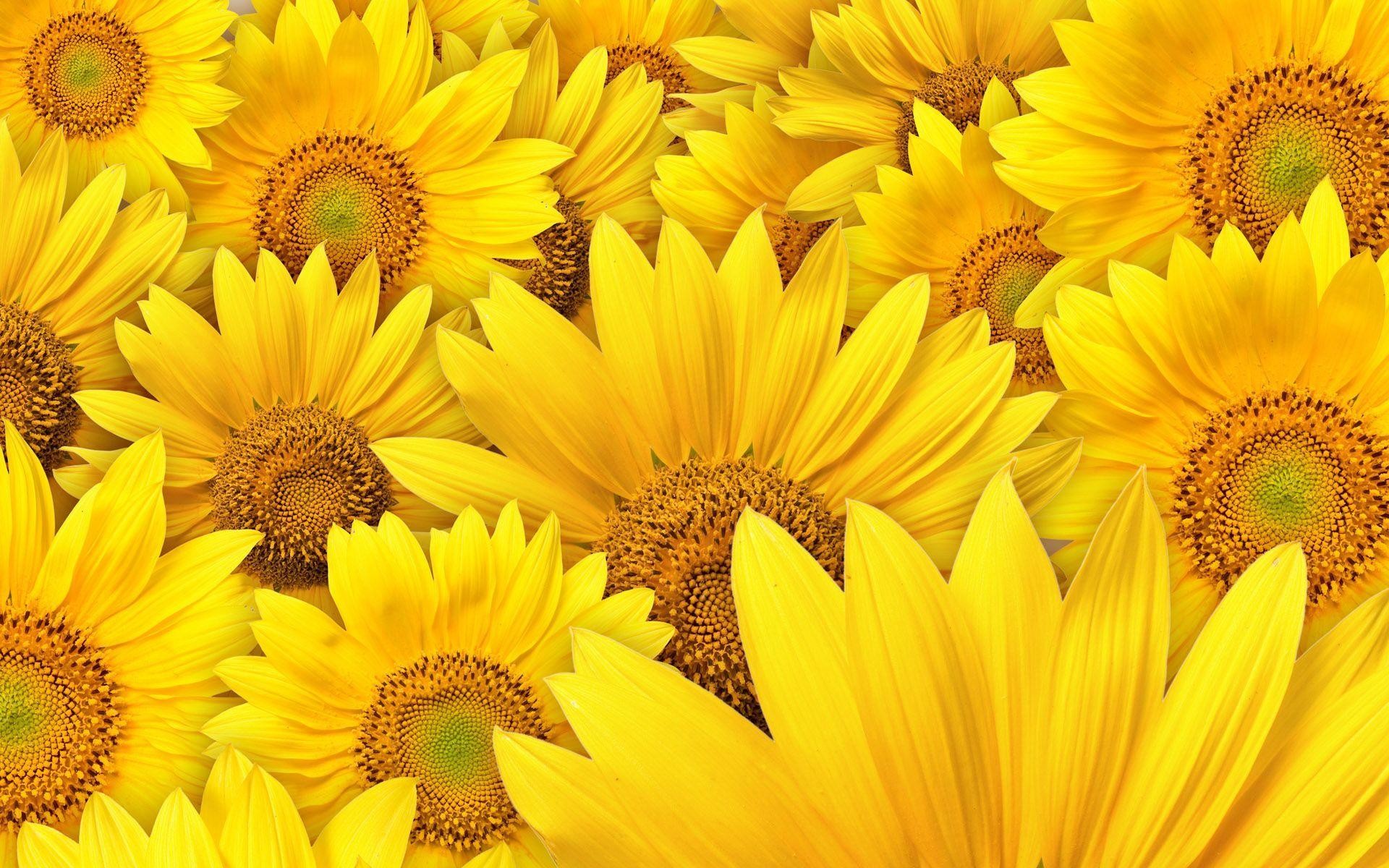 1920x1200 Sunflower Wallpapers - Full HD wallpaper search - page 6
