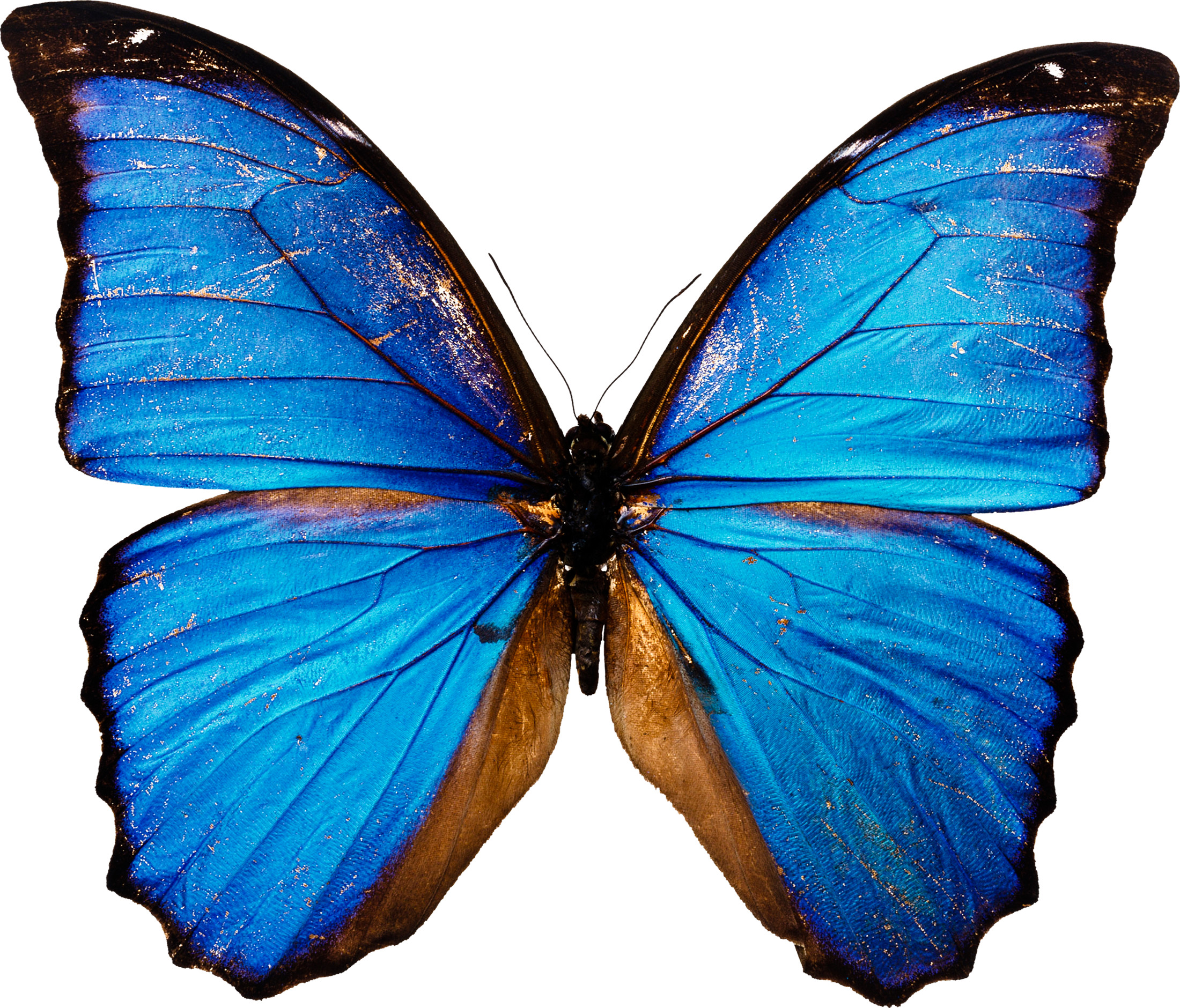 2200x1880 Blue butterfly PNG image