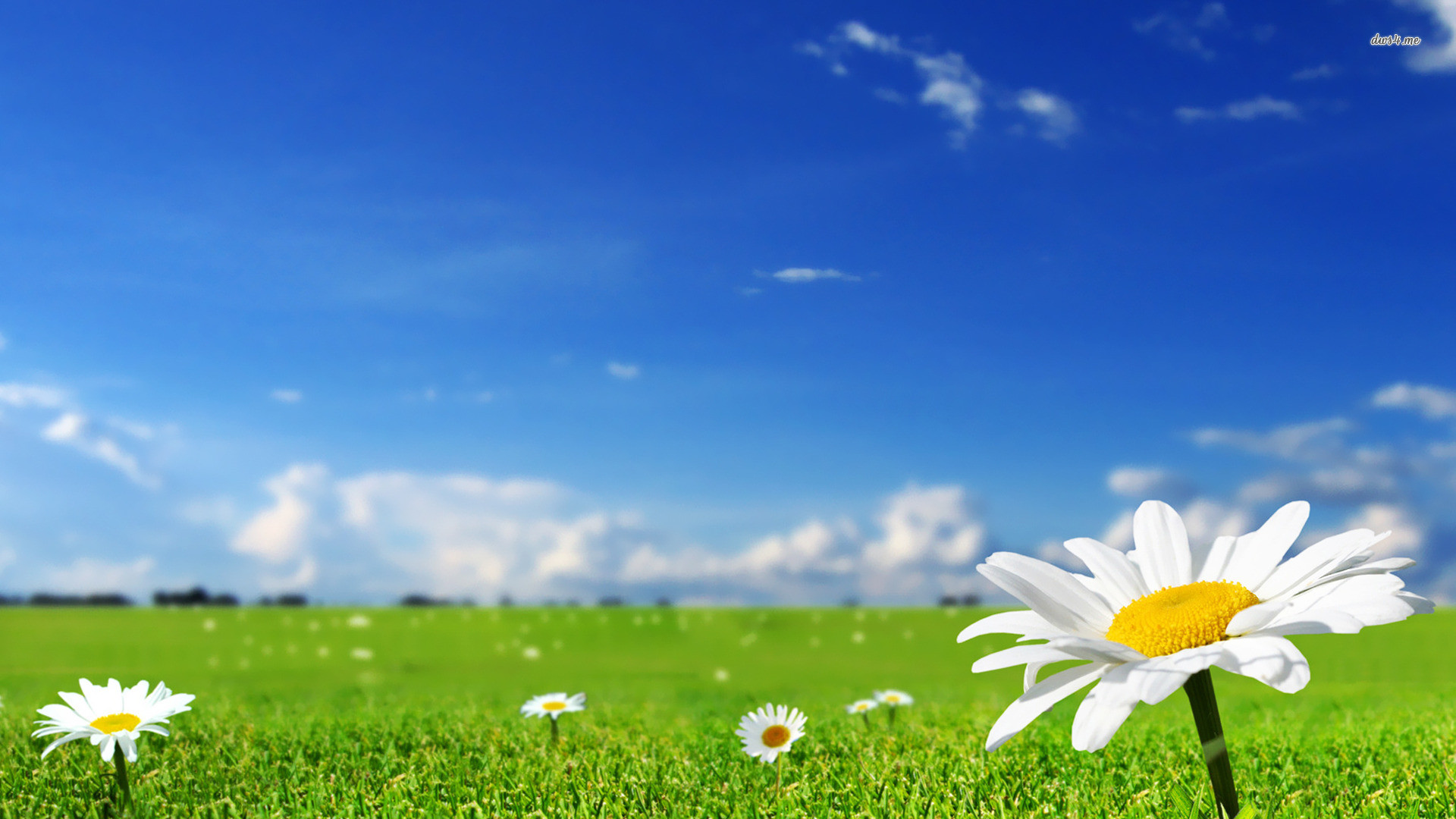 1920x1080 Daisies Wallpaper Nature Wallpapers px