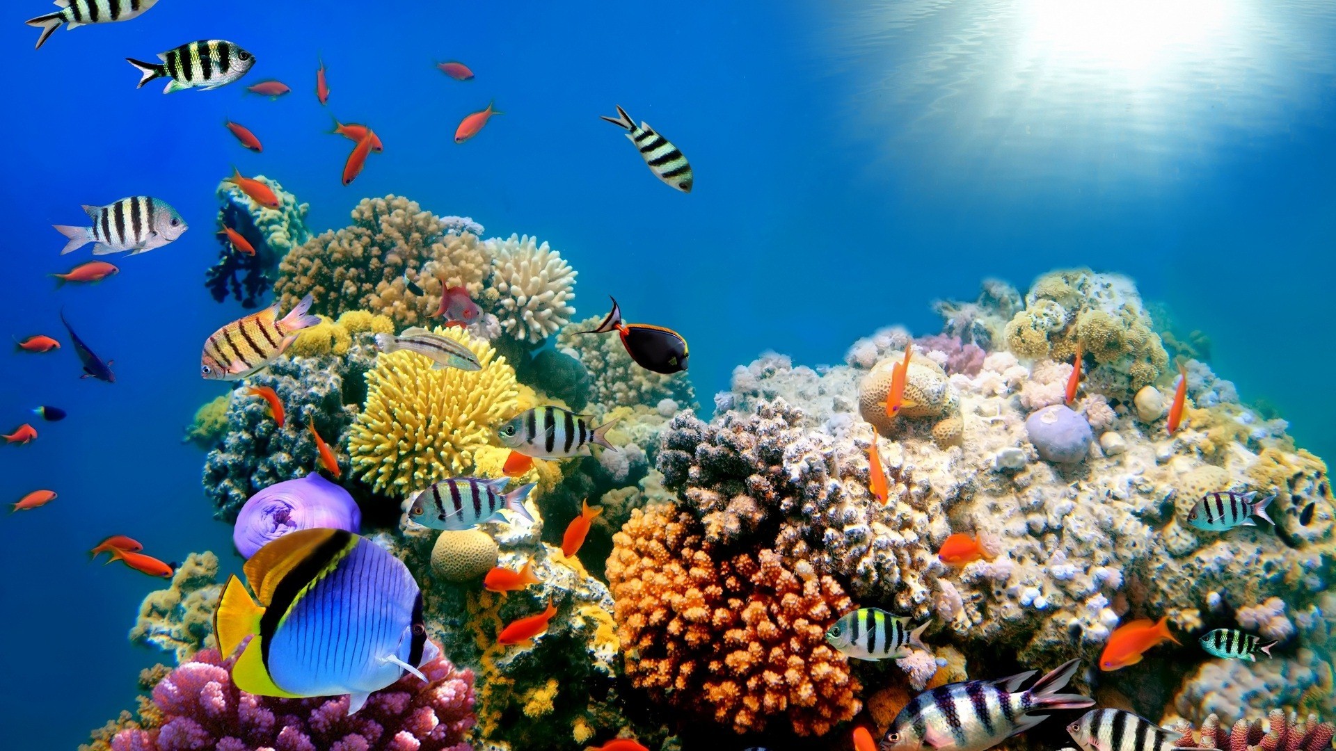 1920x1080 Coral Reef Aquarium 3D Animated Wallpaper http://www .