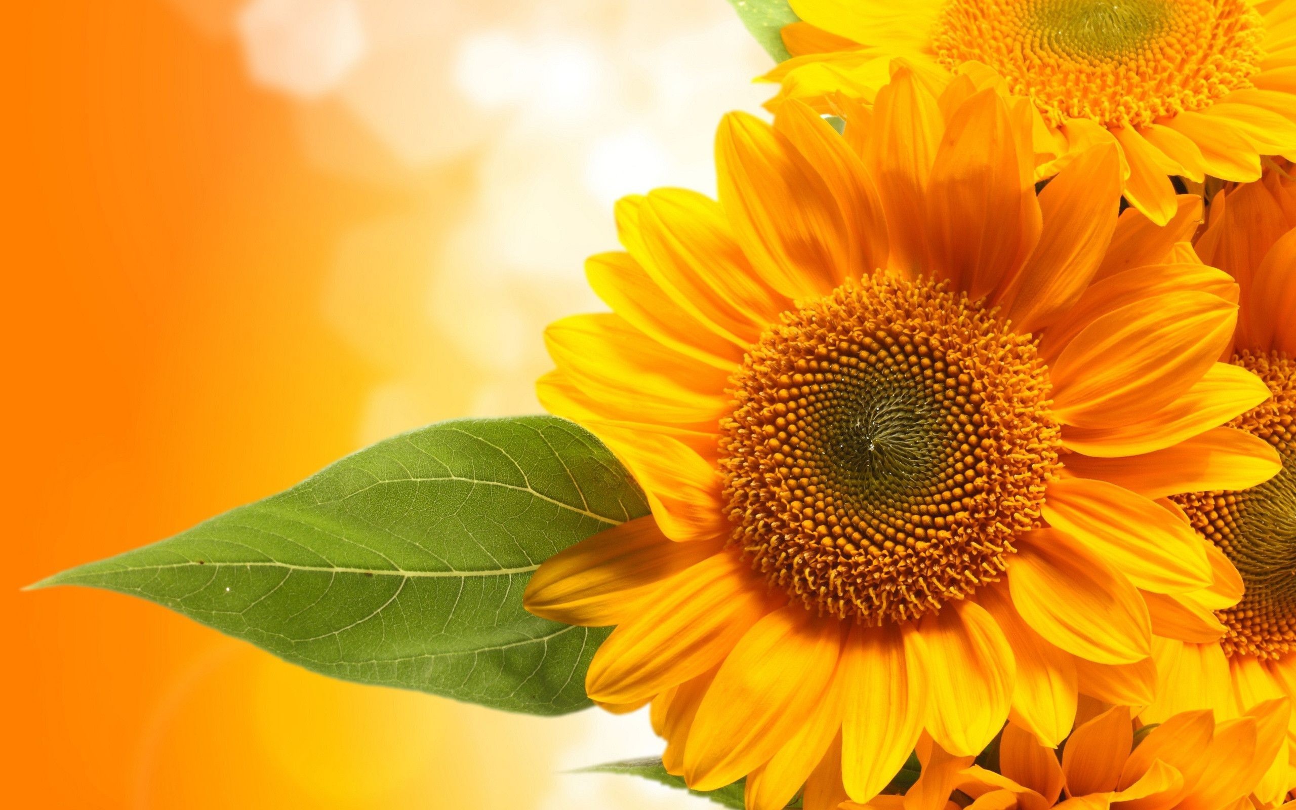 2560x1600 Sunflower Picture Sunflower Images and Wallpapers for Mac PC