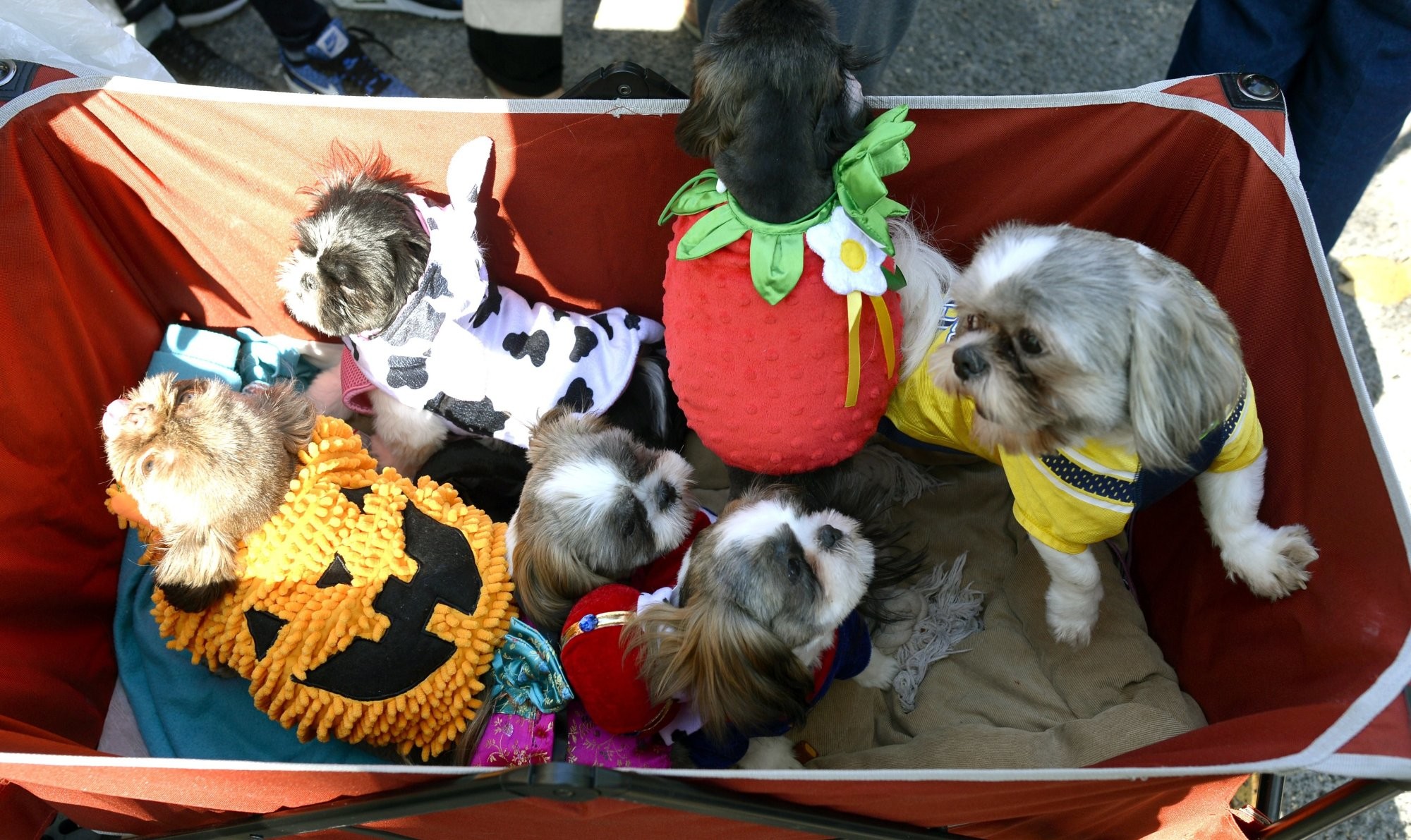 2000x1191 Costumed dogs take over Tompkins Square Park for annual Halloween ...  Costumed Dogs Take Over Tompkins Square Park For Annual Halloween