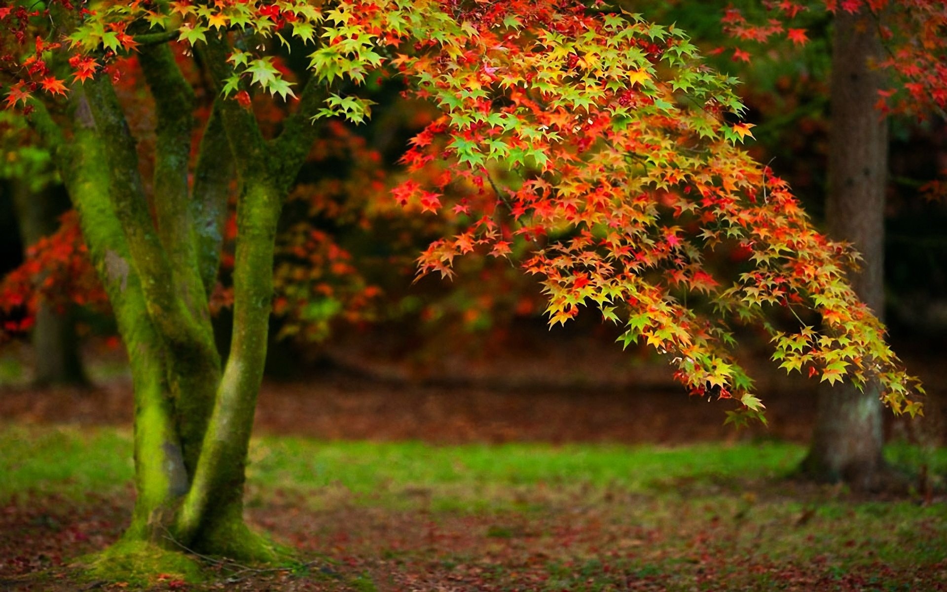 1920x1200 Beautiful Autumn Trees Wallpapers Images & Pictures - Becuo
