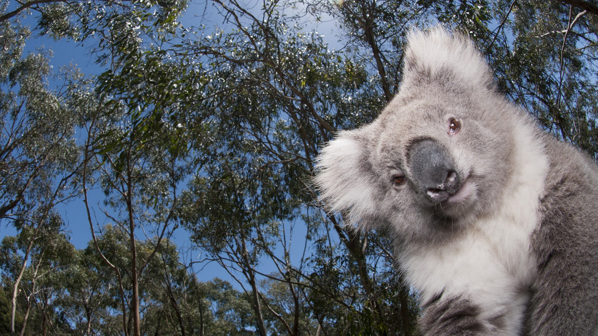1920x1080 Beautiful Koala Background. Â«