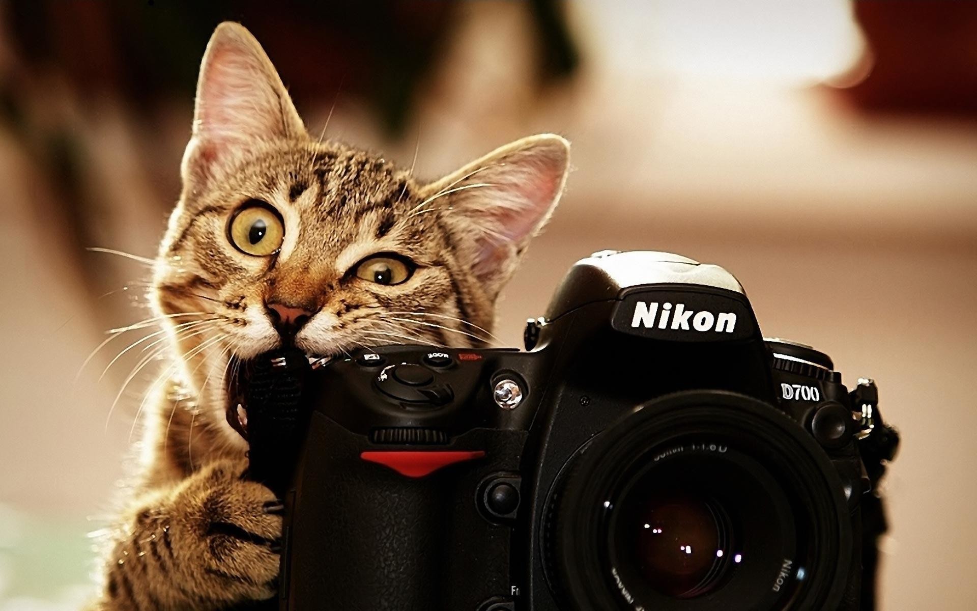 1920x1200 Wallpapers For > Funny Cat Desktop Backgrounds