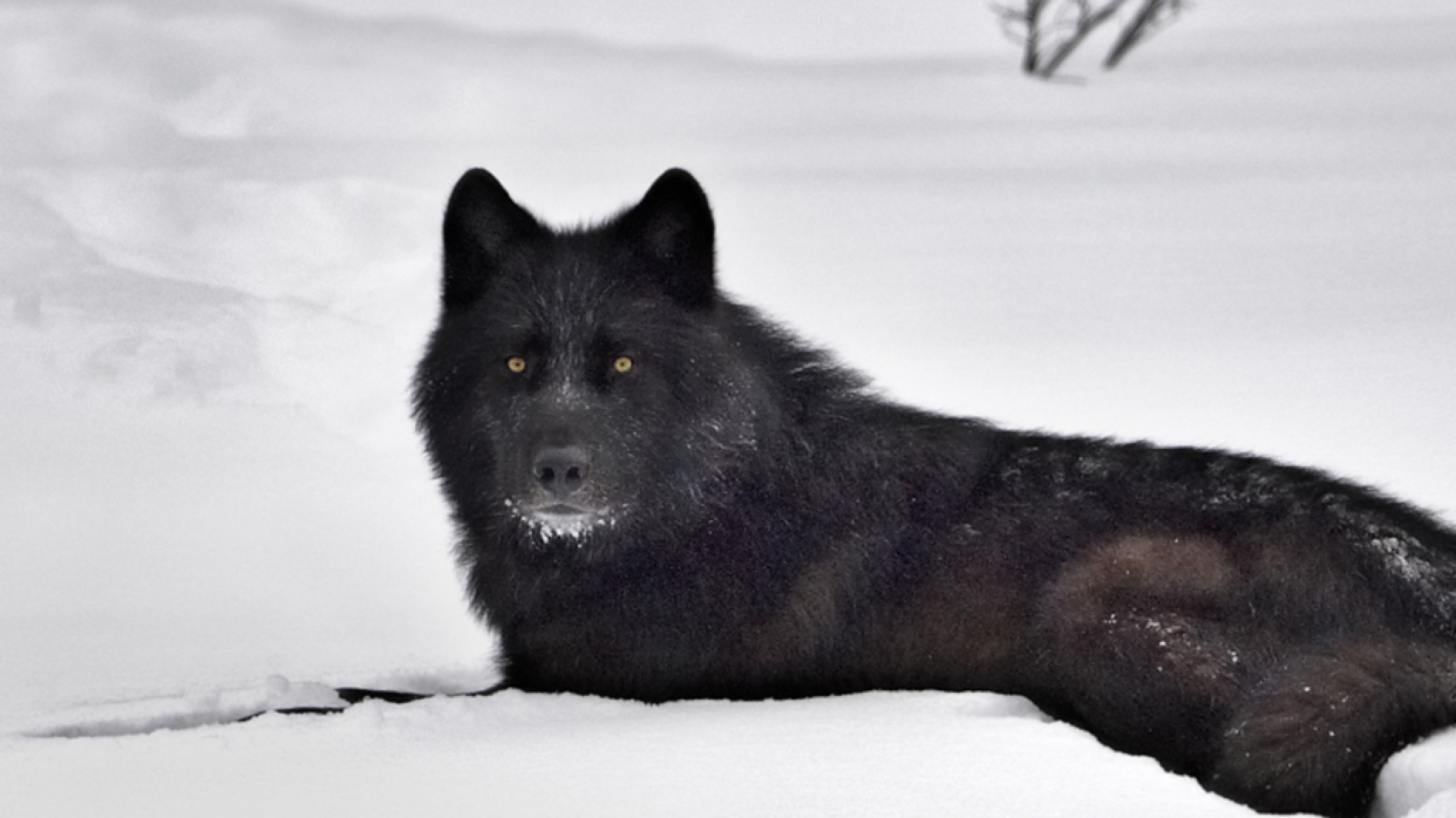 2560x1440 black wolf images wallpaper