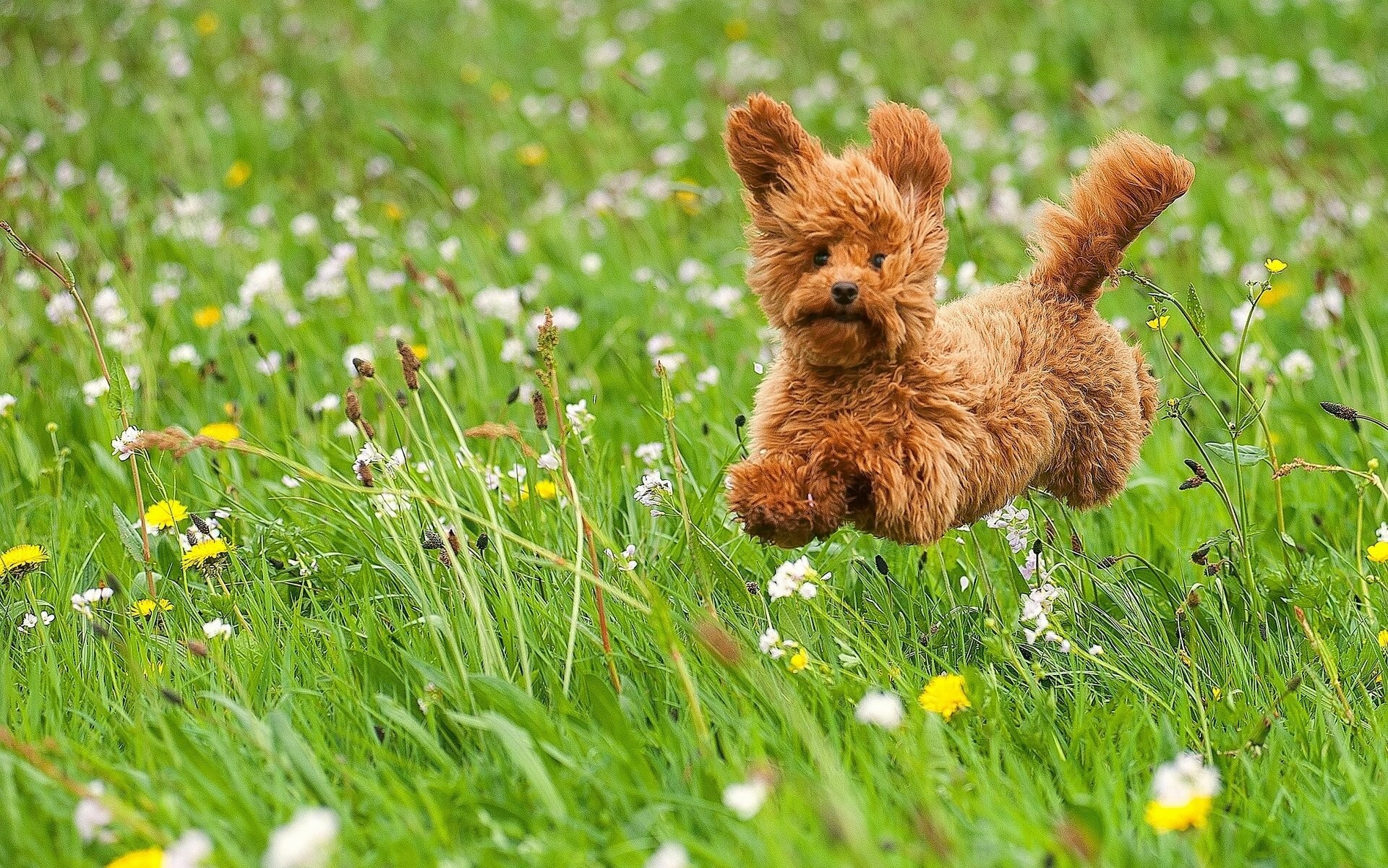 1920x1201 pet, mood, puppy, joy, animal, background images, meadow, toy walk, poodle,  best friend, flowers, grass,puppy, mac, poodle,dog,_x Wallpaper HD