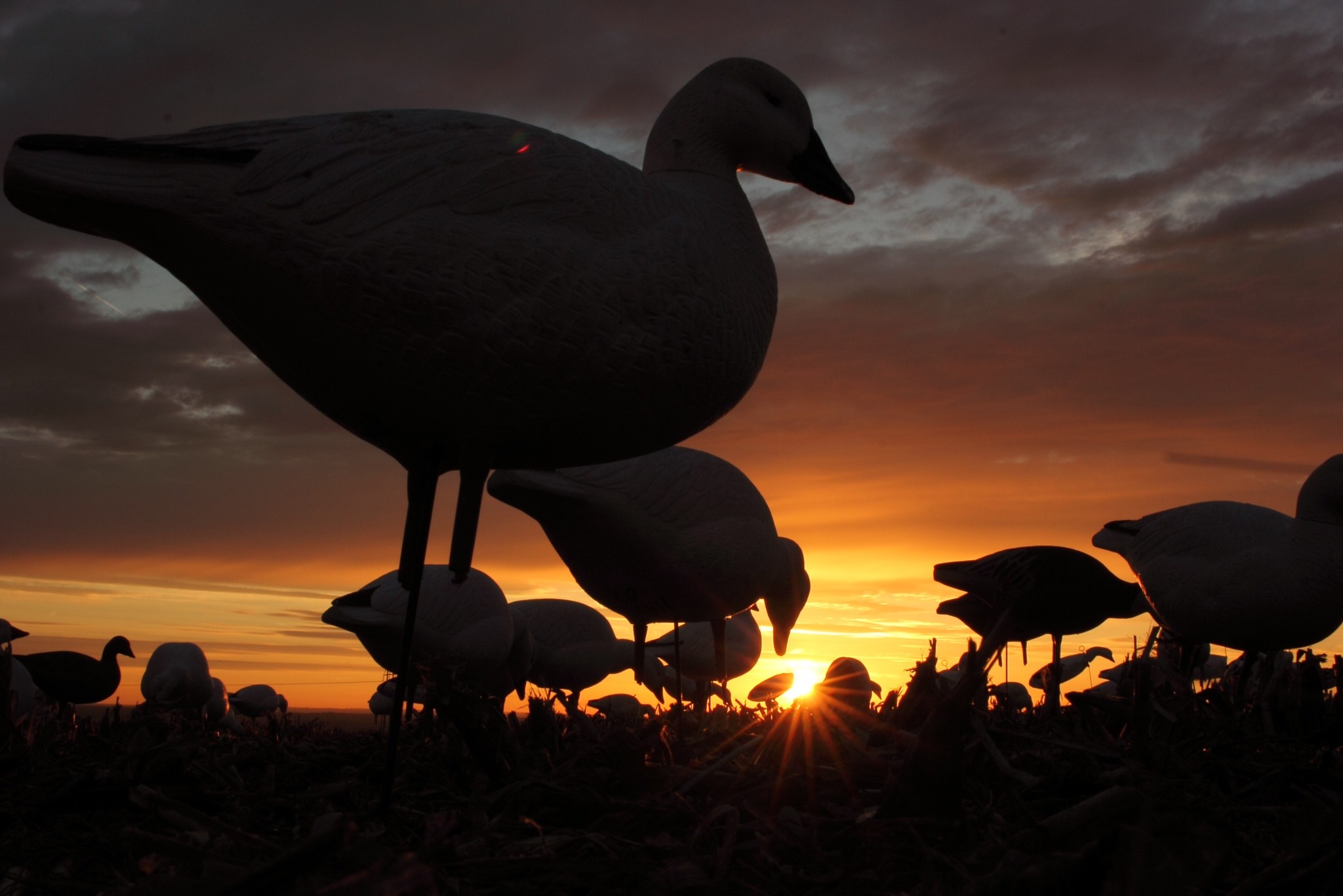 2048x1366 wallpaper.wiki-Duck-Hunting-Picture-Free-Download-PIC-
