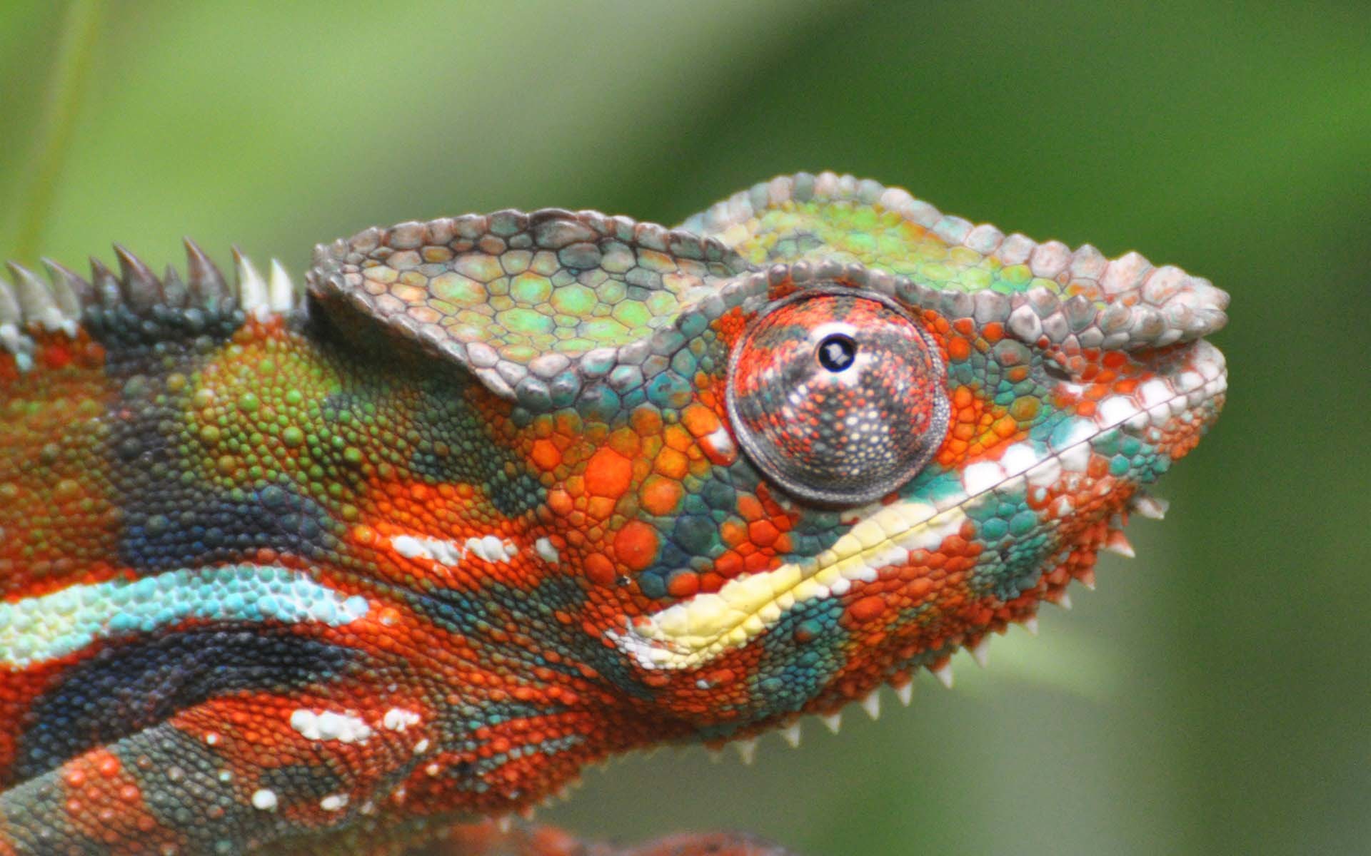 1920x1200 colorful lizard wallpapers