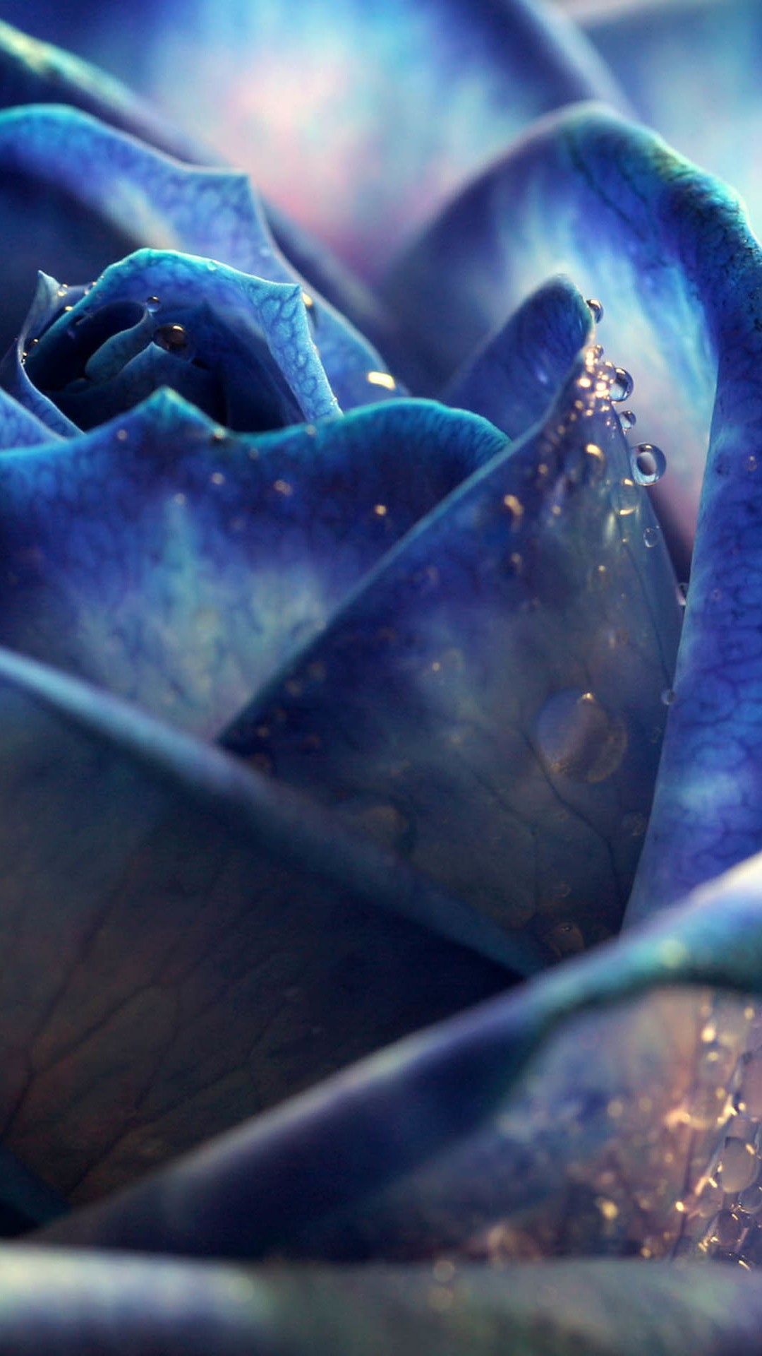 1080x1920 Blue Dew Rose Bloomy Bud Macro #iPhone #6 #plus #wallpaper
