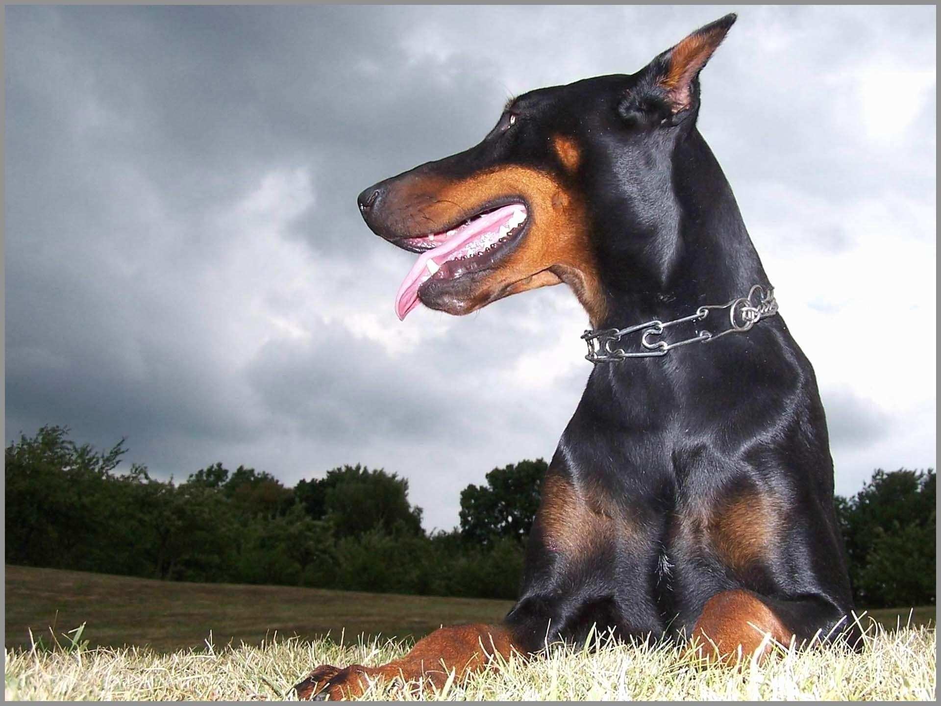 Doberman 1080P 2K 4K 5K HD wallpapers free download  Wallpaper Flare