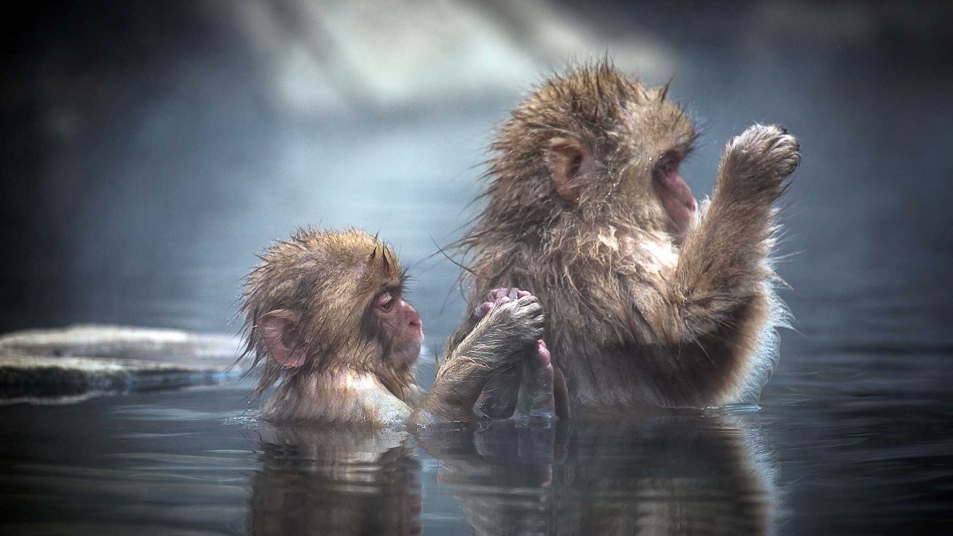 1920x1080 Bathing apes