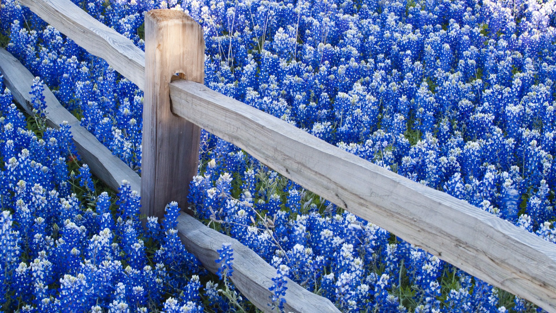 1920x1080 Blue Flowers Wallpaper 41046