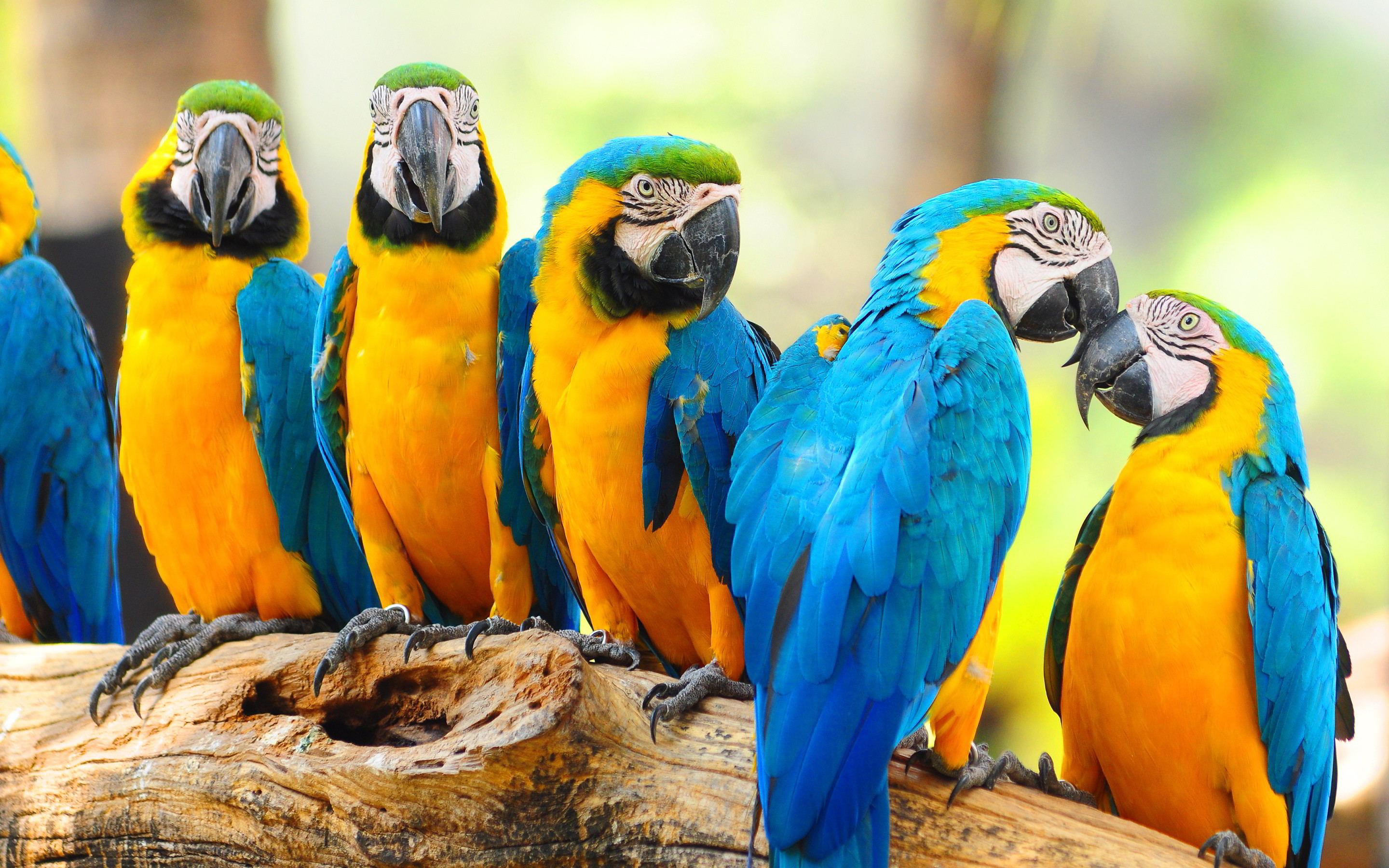 2880x1800 macaw parrots beautiful. Â«Â«