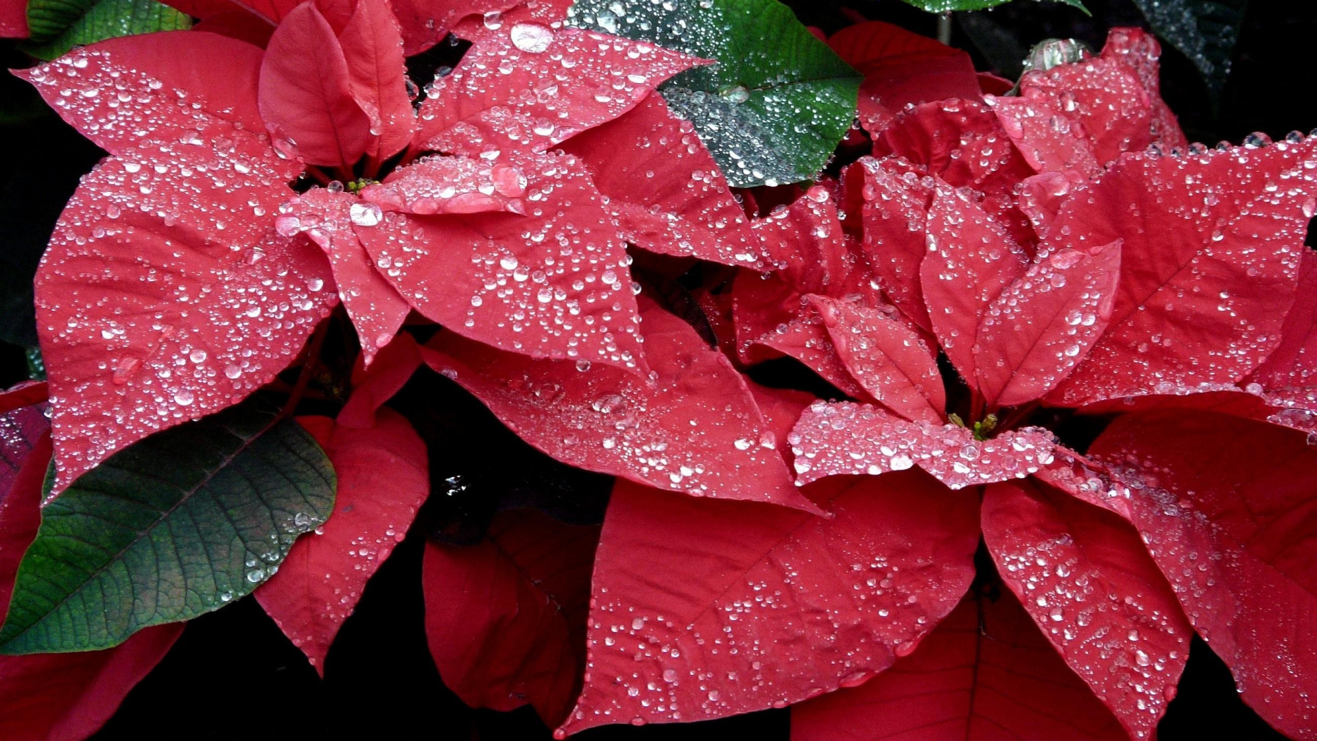 1920x1080  Wallpaper poinsettia, flowers, red, drop, freshness, close-up