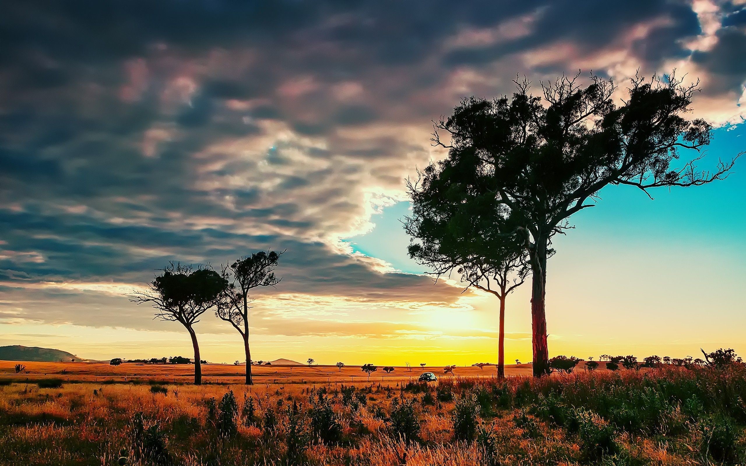 2560x1600 Trees in the African savanna wallpapers and images - wallpapers .