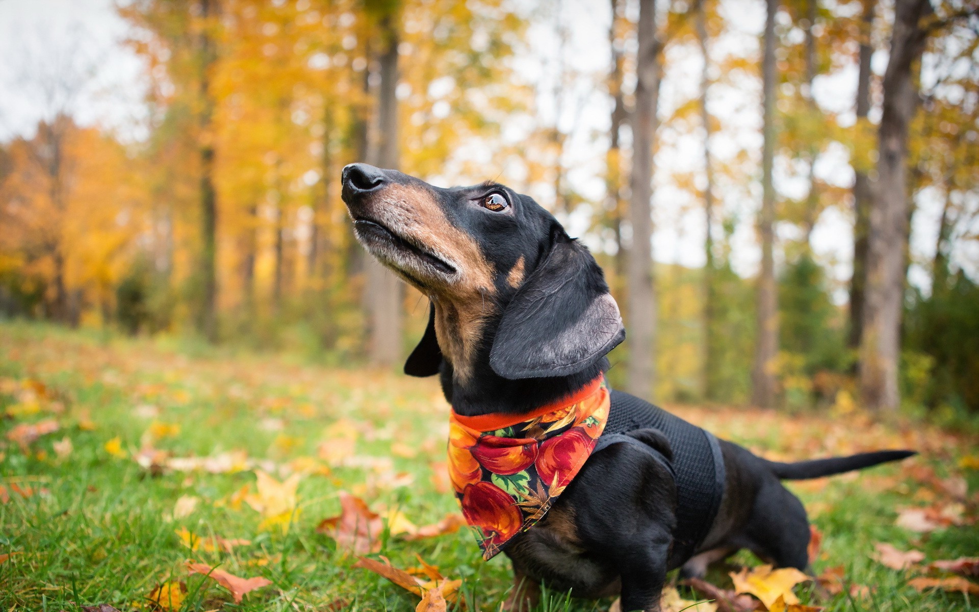 1920x1200 animals, Dog, Bandanas, Fall Wallpapers HD / Desktop and Mobile Backgrounds