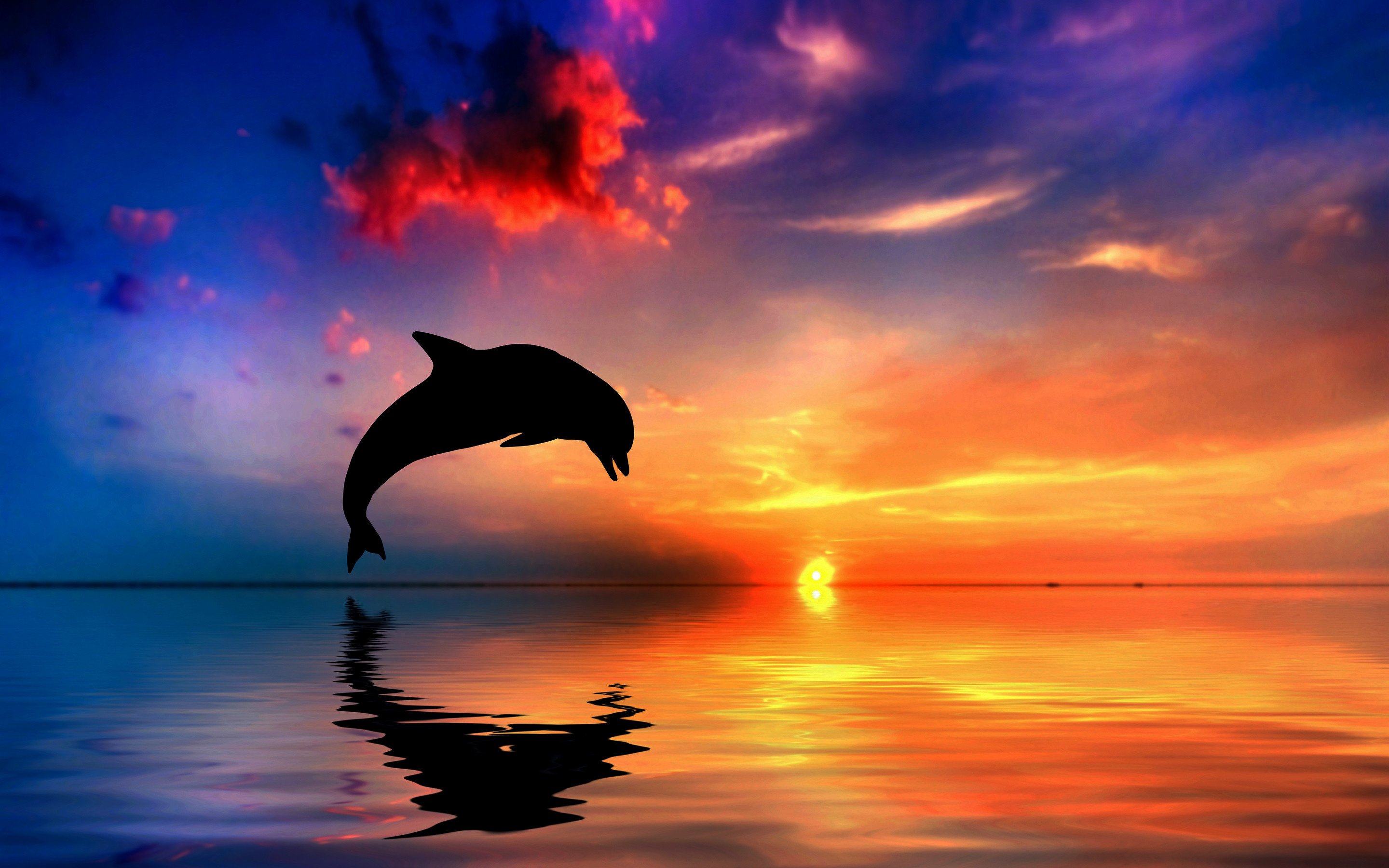 2880x1800 Dolphins images dolphins HD wallpaper and background photos