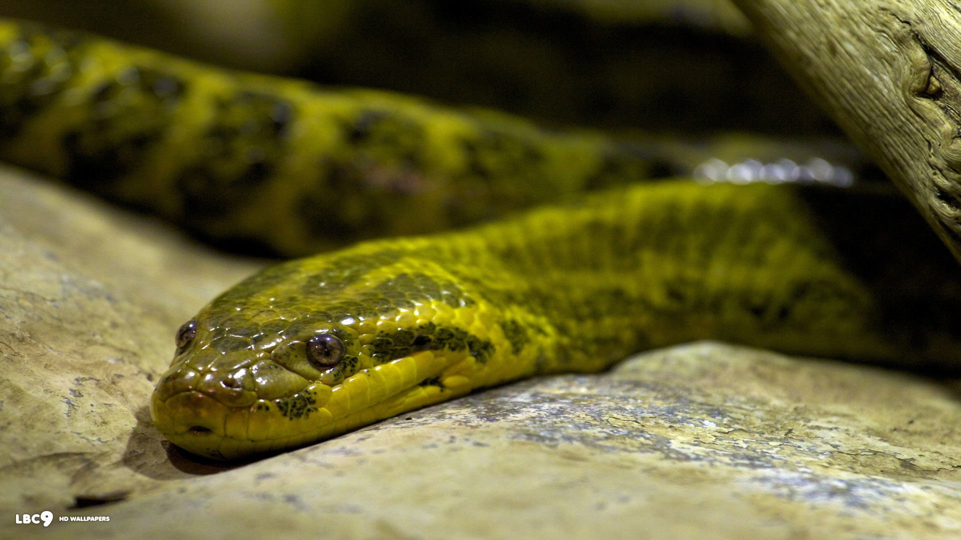 1920x1080 yellow anaconda eunectes notaeus