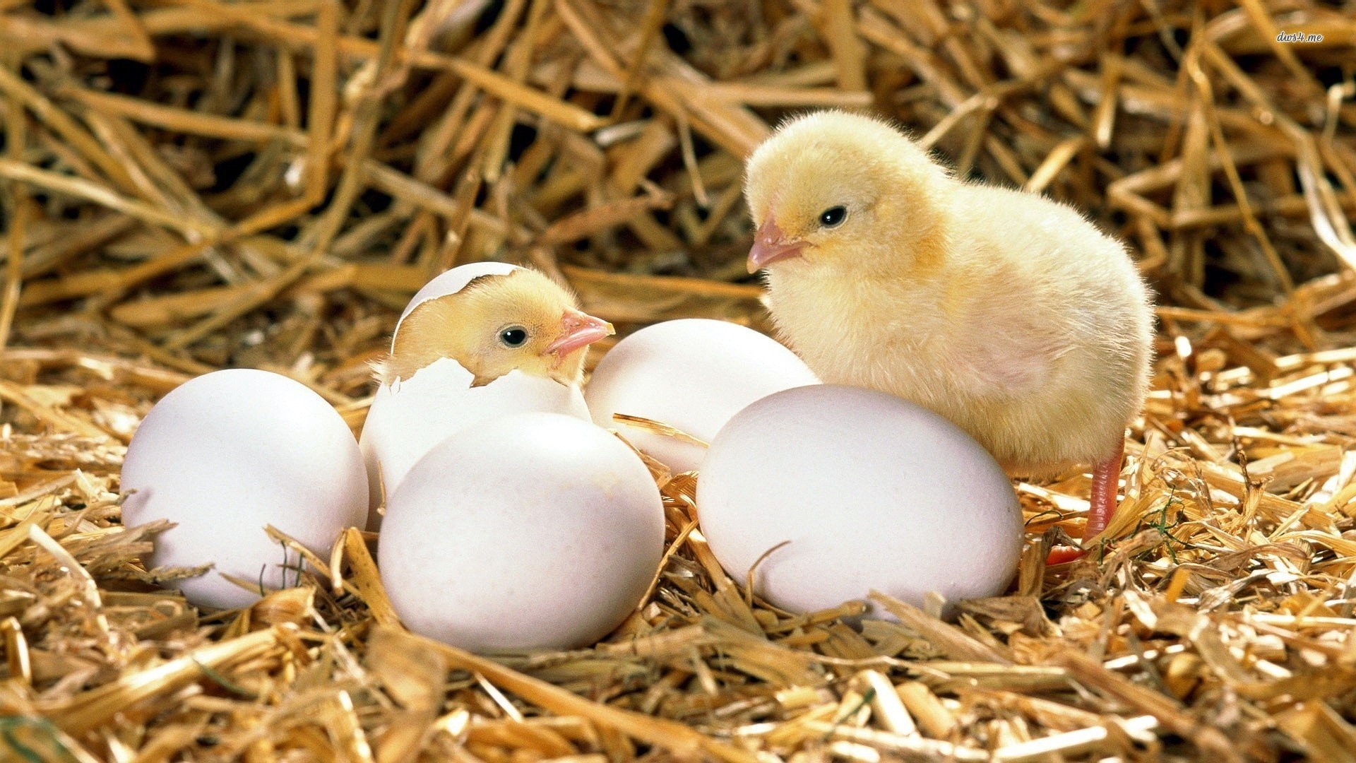 1920x1080 ... Hatched Chicken Wallpapers Pictures ...