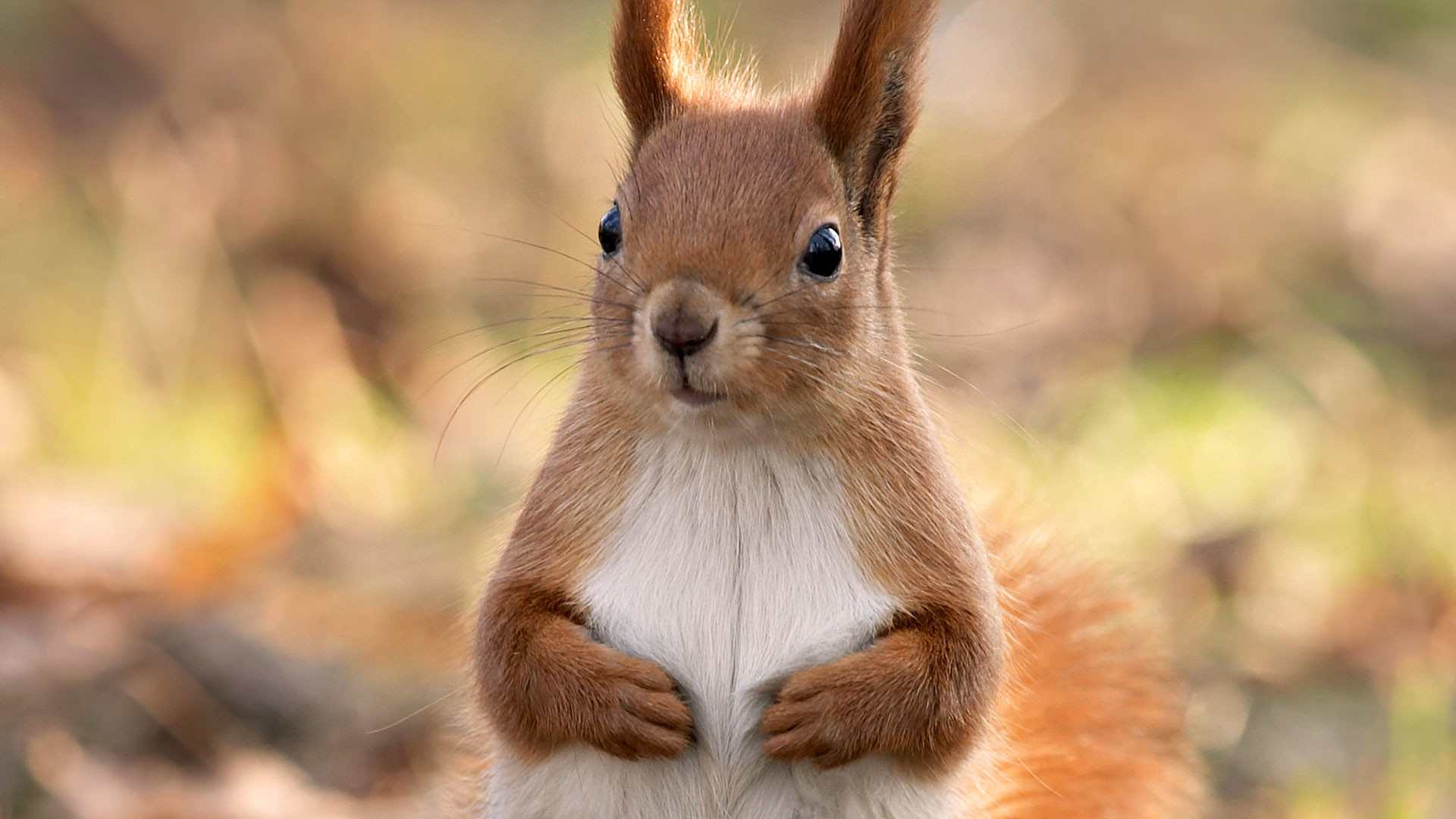 1920x1080 hd pics photos cute squirrel best attractive brown hd quality desktop  background wallpaper