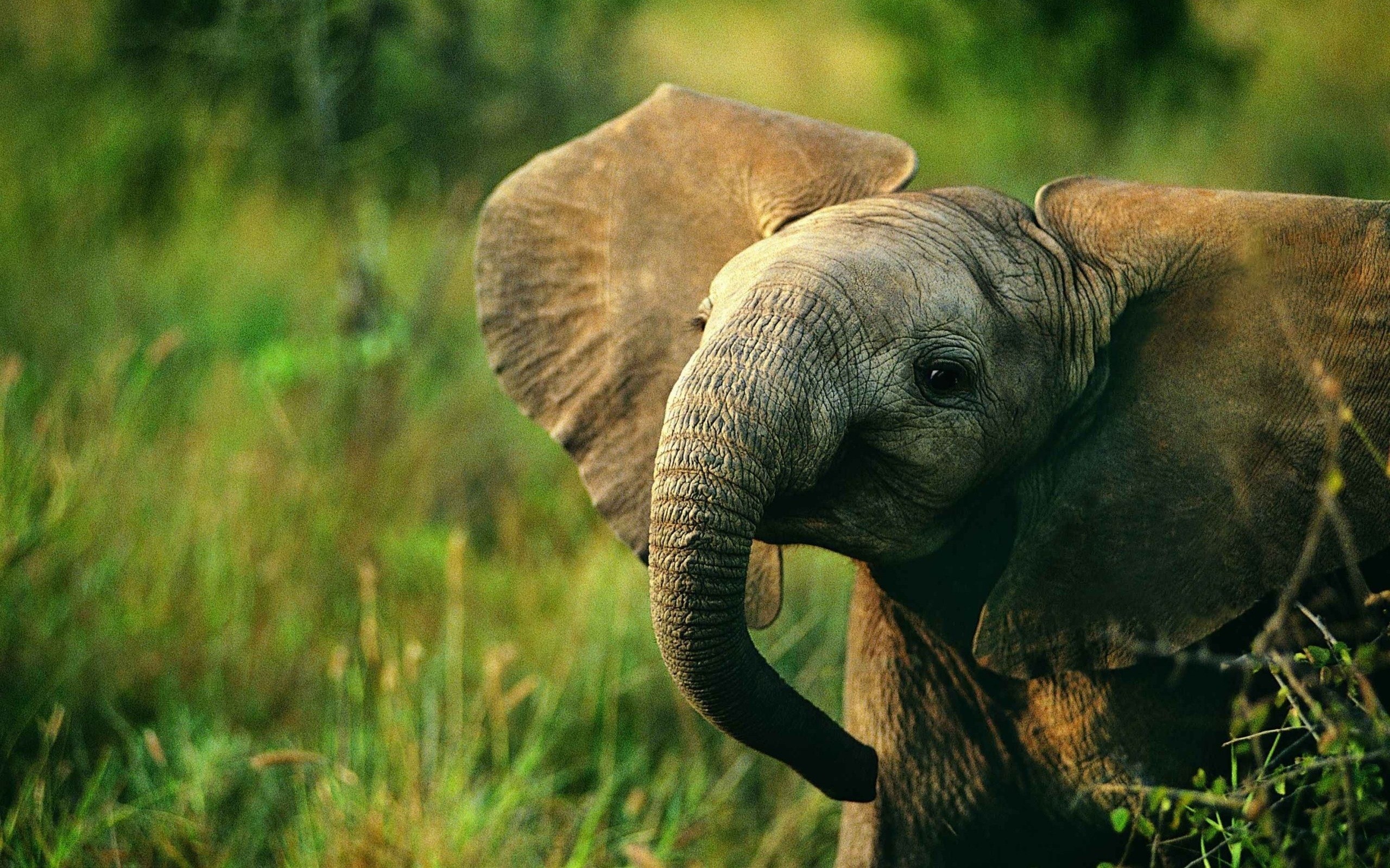 2560x1600 baby elephant. Â«Â«