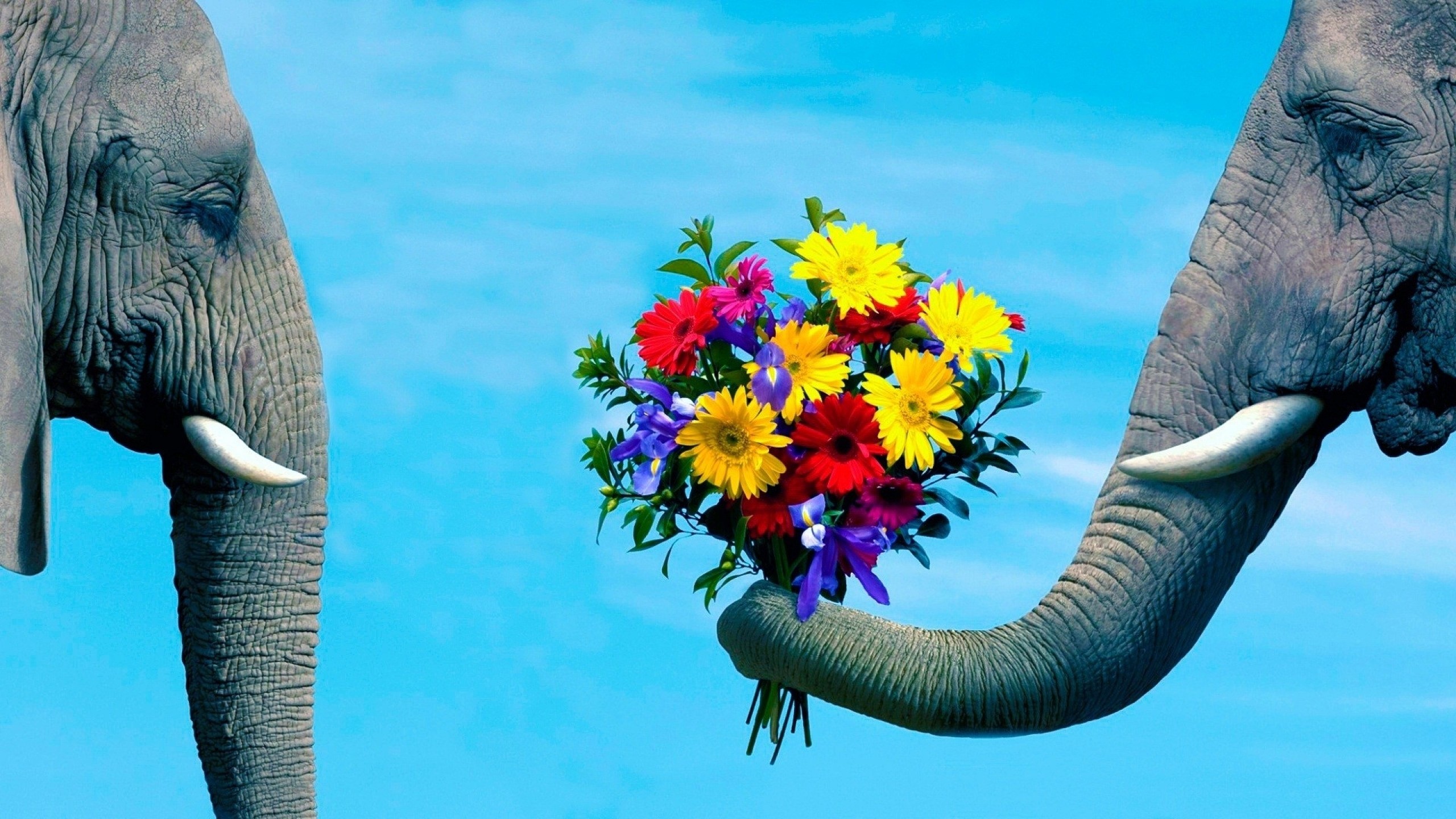 2560x1440 Preview wallpaper elephant, trunk, couple, flowers, caring, romantic  