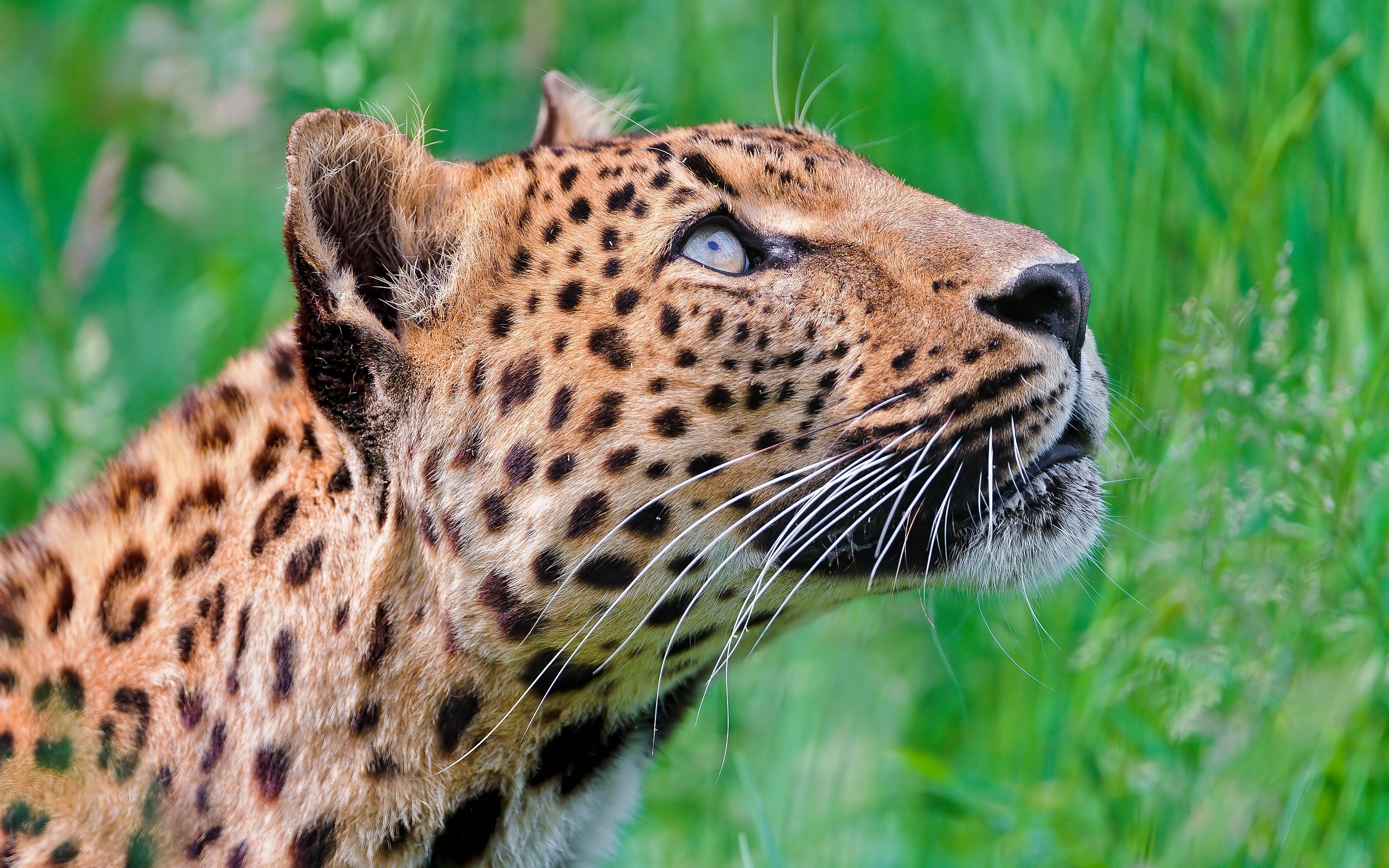 2560x1600 leopard cute cub. Â«Â«