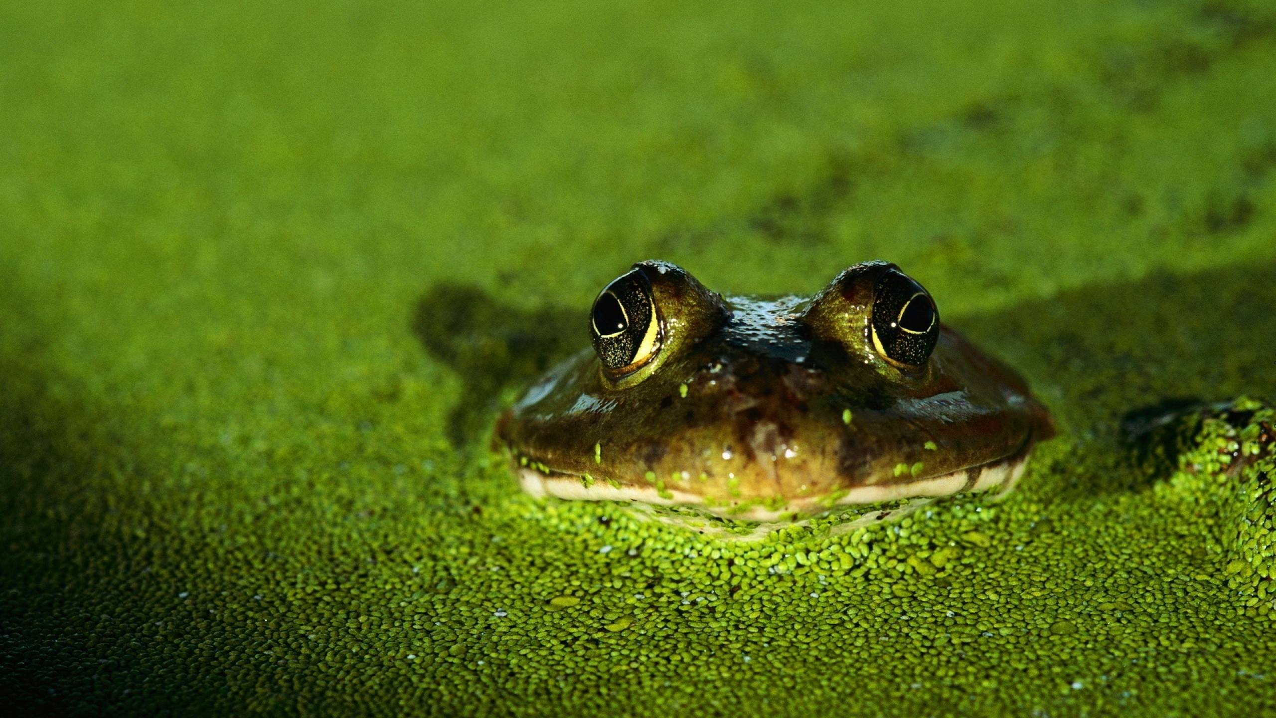 2560x1440  Wallpaper frog, toad, green