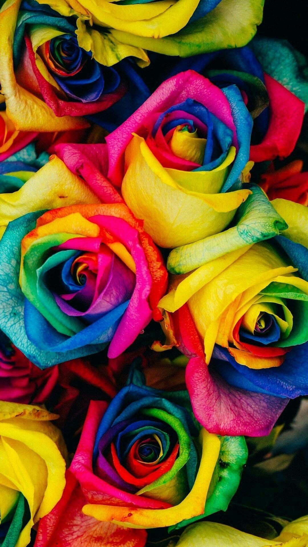 1080x1920 Cute Pictures, Rose Wallpaper, Wallpaper Backgrounds, Rainbow Roses, Flowers,  Lock Screens