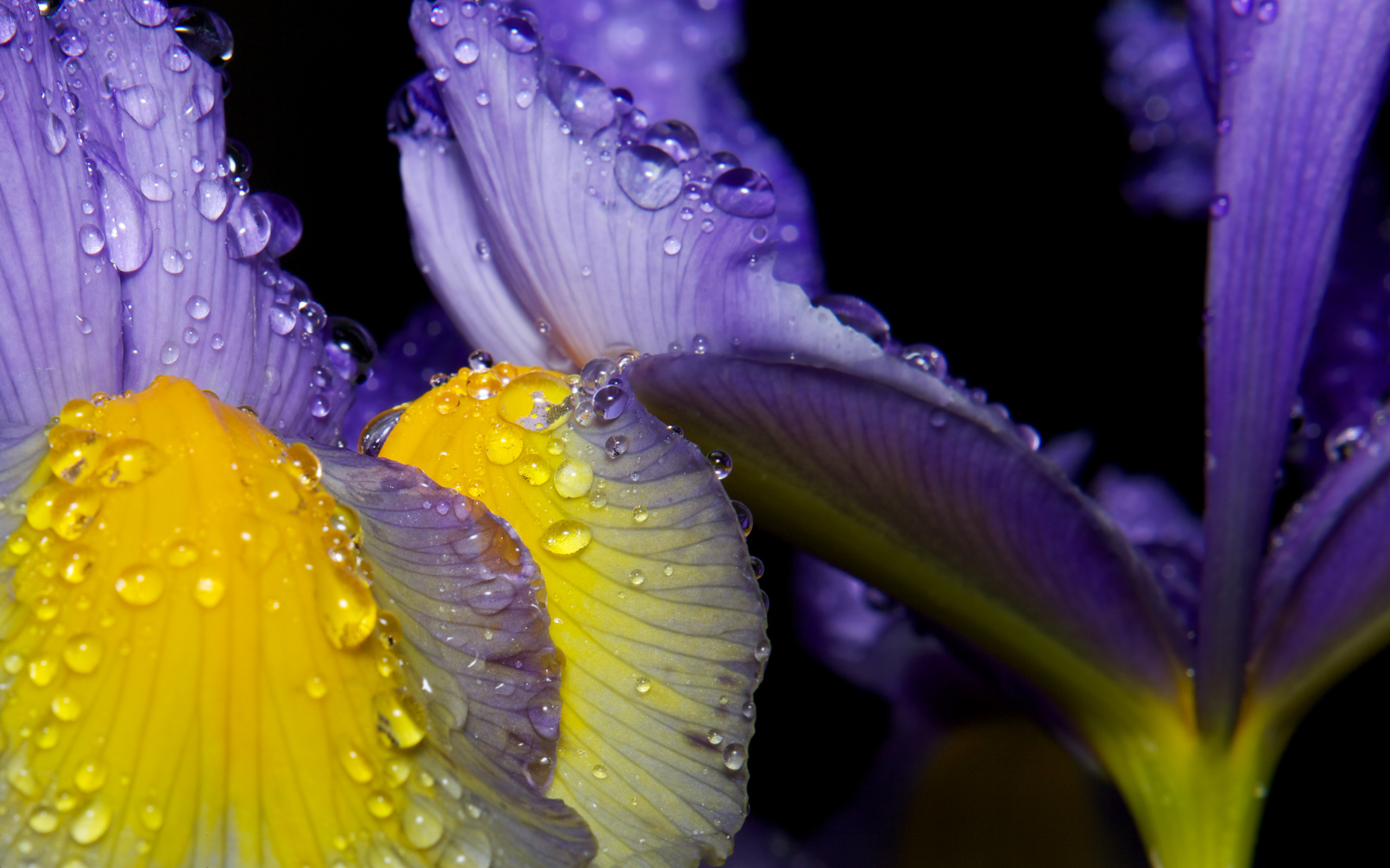 2560x1600 Iris in the rain