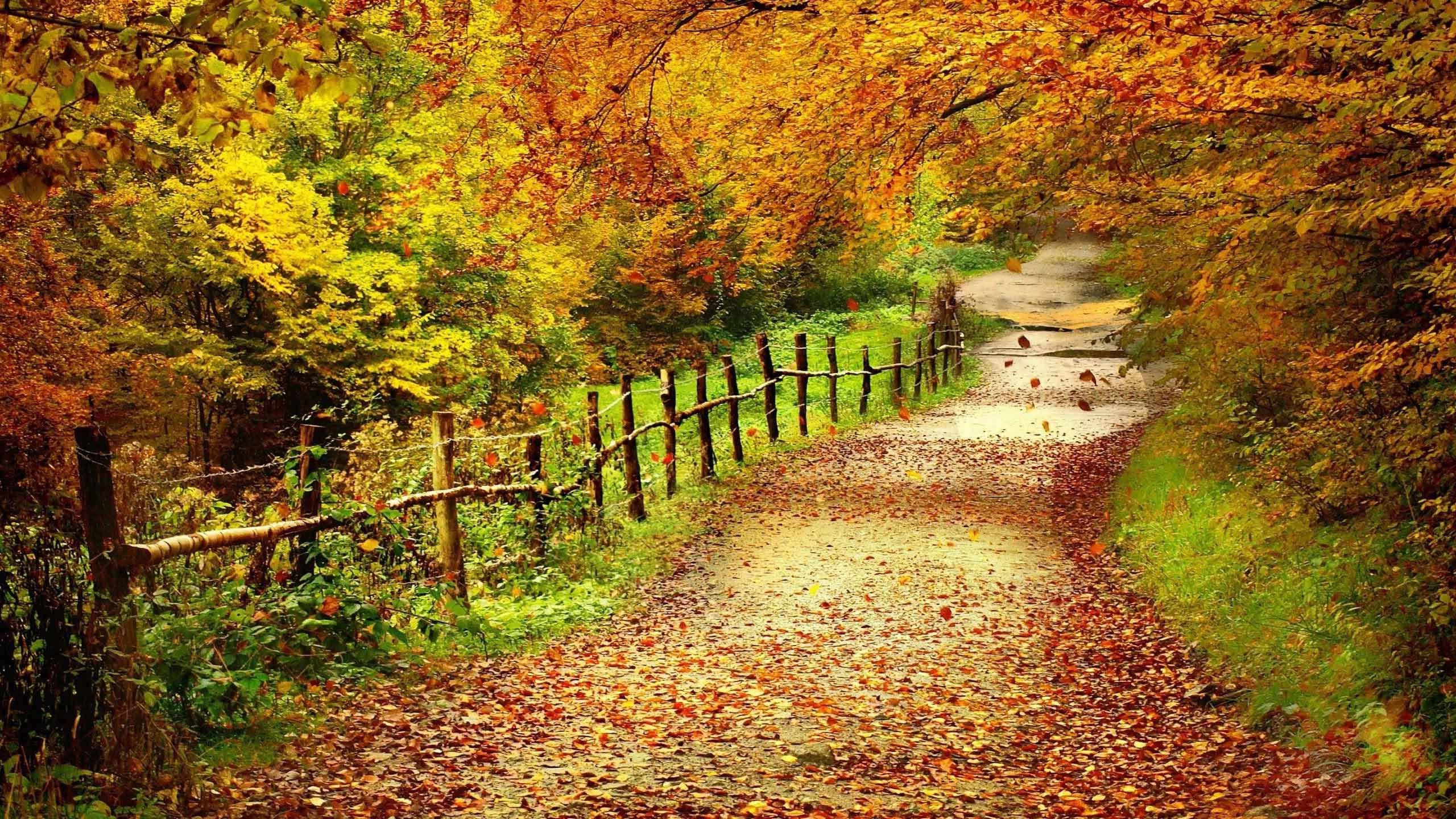 2560x1440 Leaves Landscape Forest Fall Nature Tree Autumn Desktop Wallpaper Green