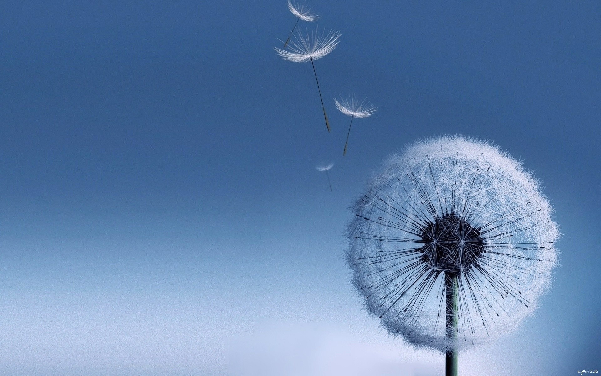 1920x1200 Free Download Dandelion Flowers Pictures