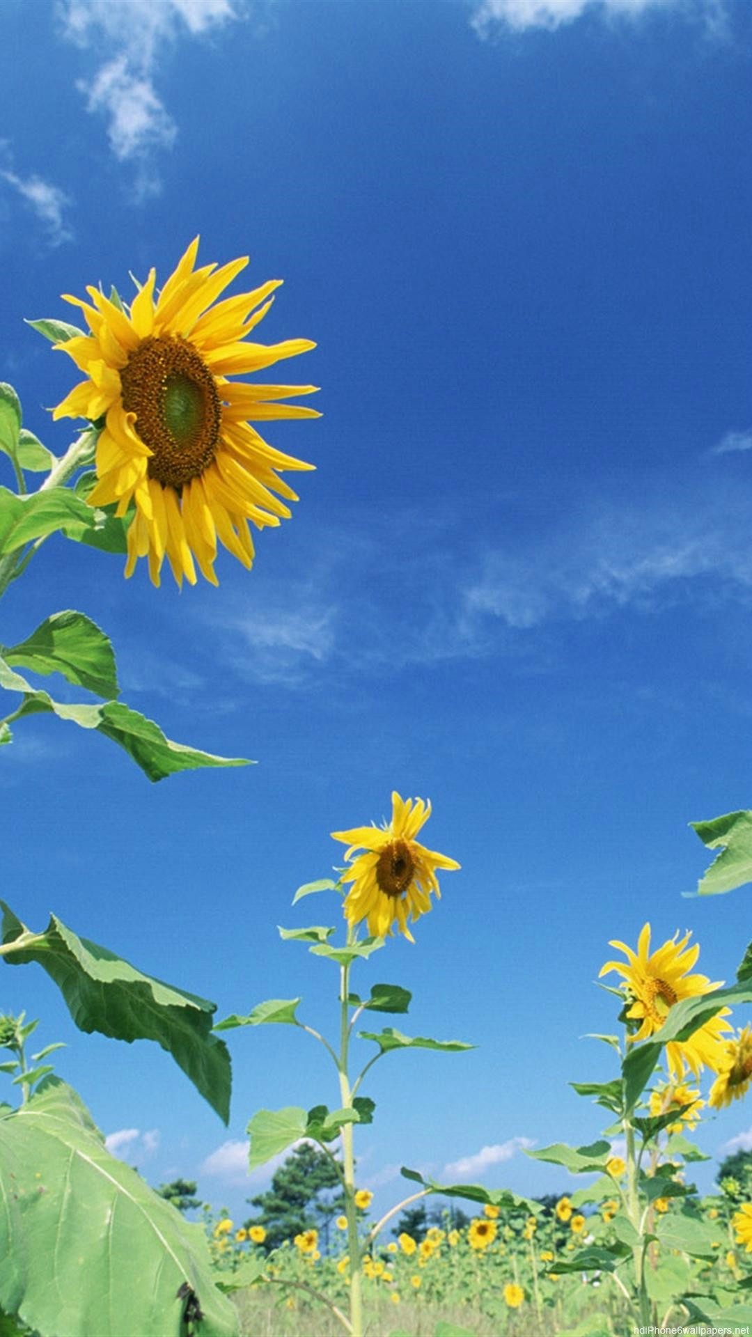 1080x1920 HD flower sky yellow nature iphone 6 wallpaper
