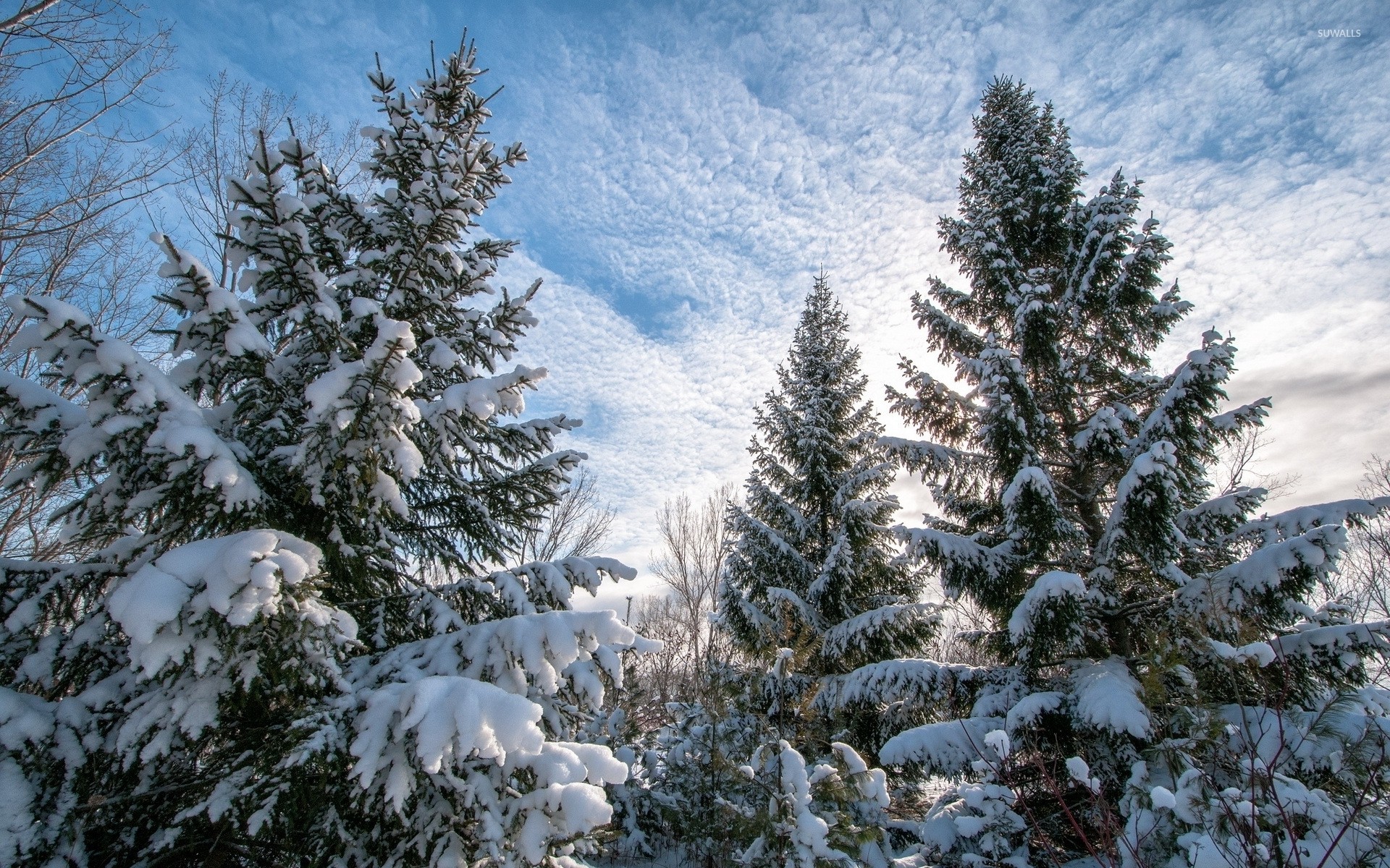 1920x1200 Heavy snow on the tall pine trees wallpaper  jpg