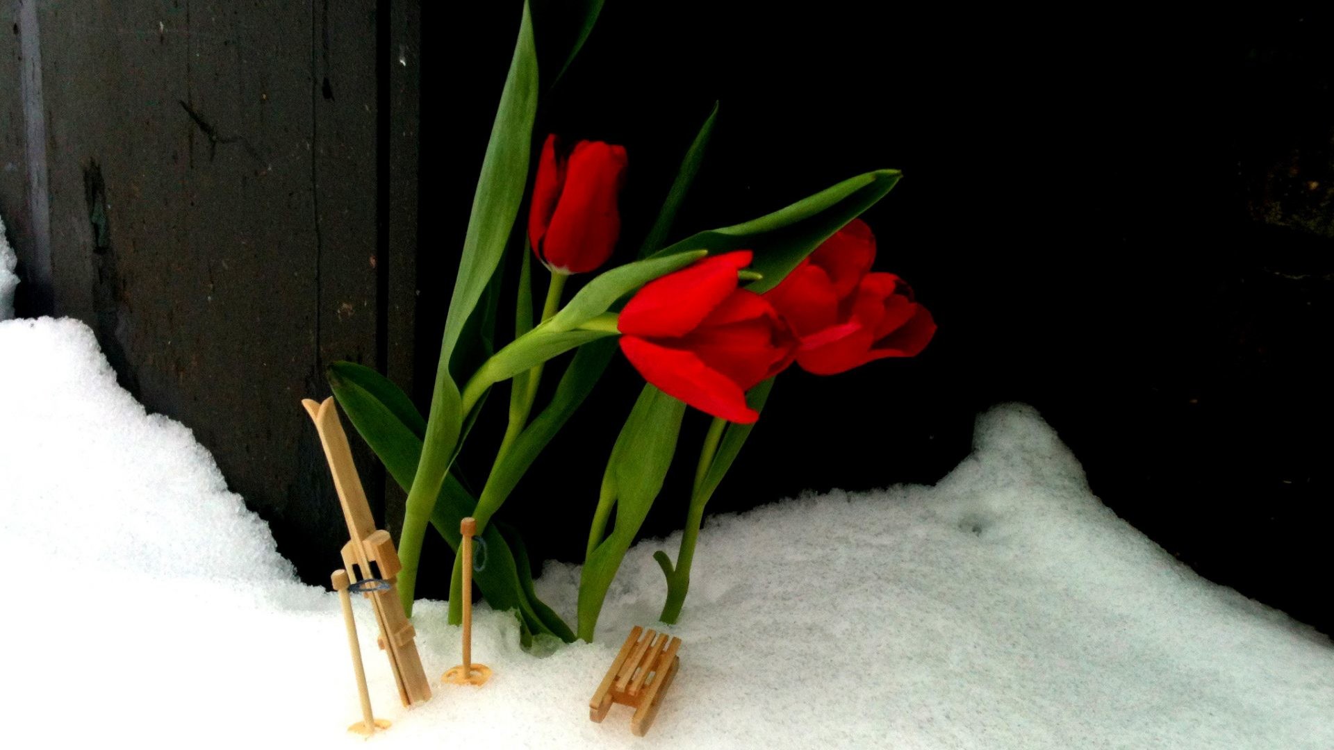 1920x1080 Sled Tag - Forever Let Skis Graceful Sled Nature Winter Fresh Snow Tulips  White Flowers Mini
