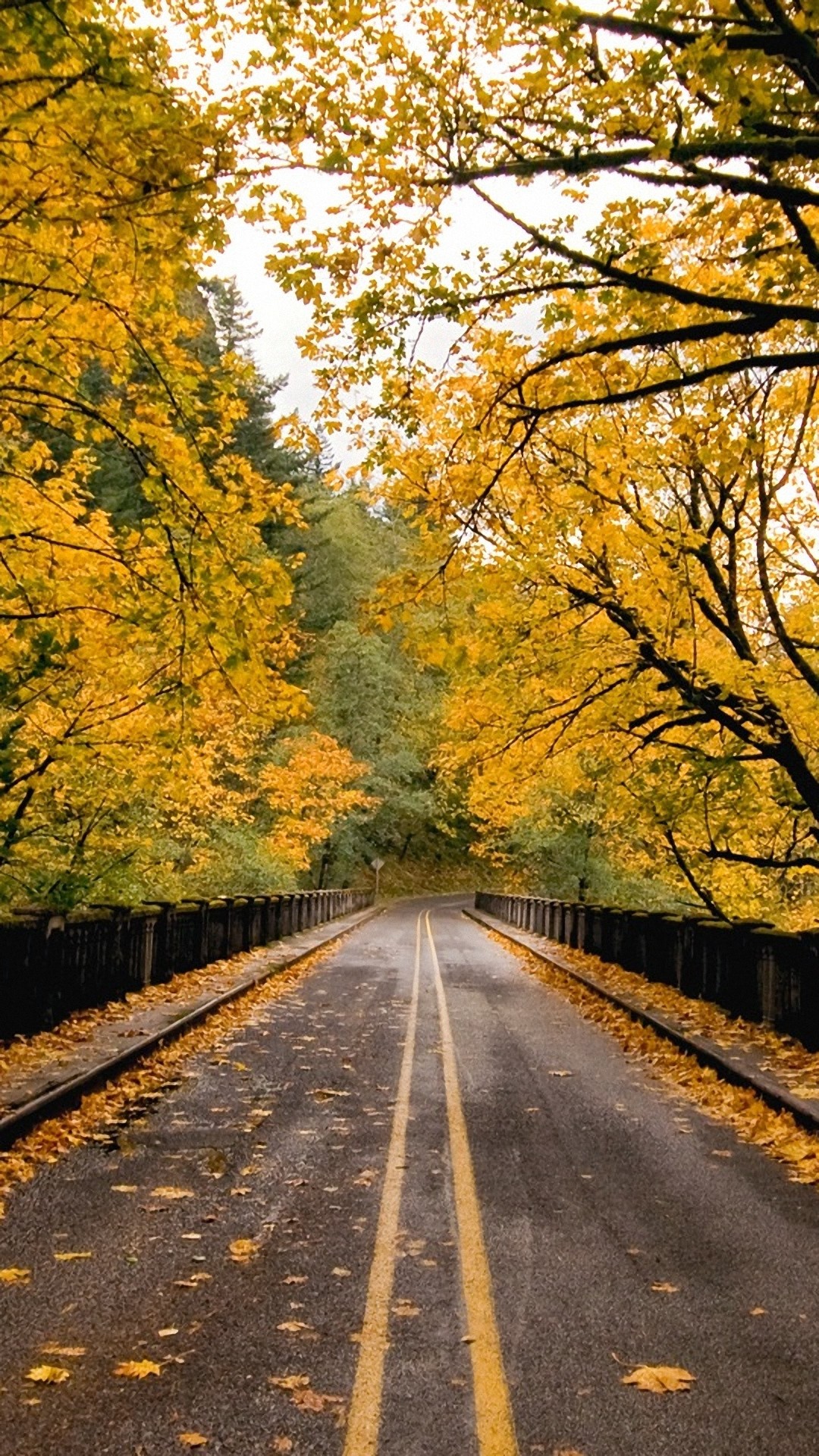 1080x1920 hd  autumn road htc one m8 wallpapers