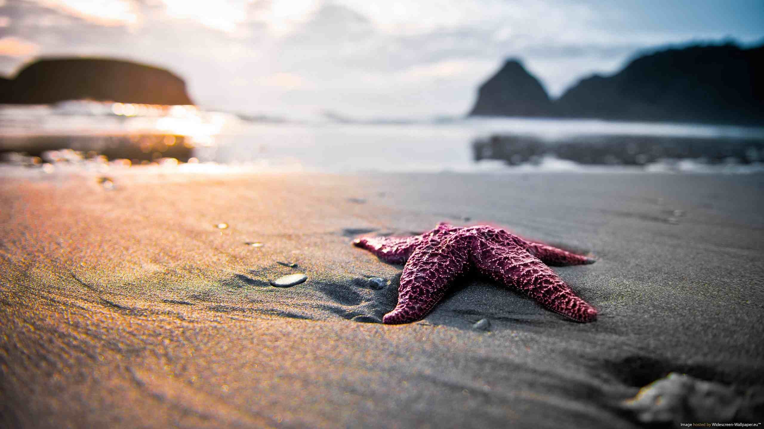 2560x1440 A Starfish on the Beach