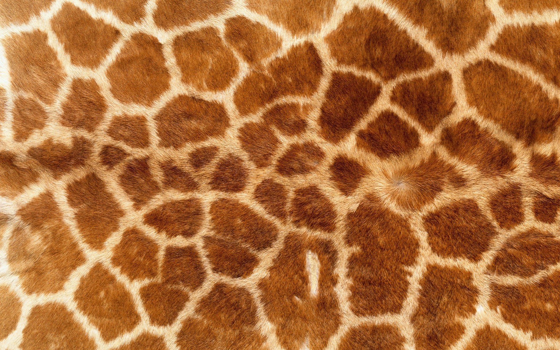 1920x1200 animal Print, Giraffes, Fur Wallpapers HD / Desktop and Mobile Backgrounds
