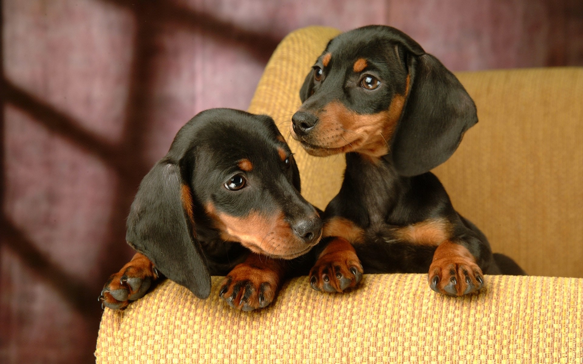 1920x1200 Weiner Dog Awesome Photo | 6839252 Weiner Dog Wallpapers - HD Wallpapers
