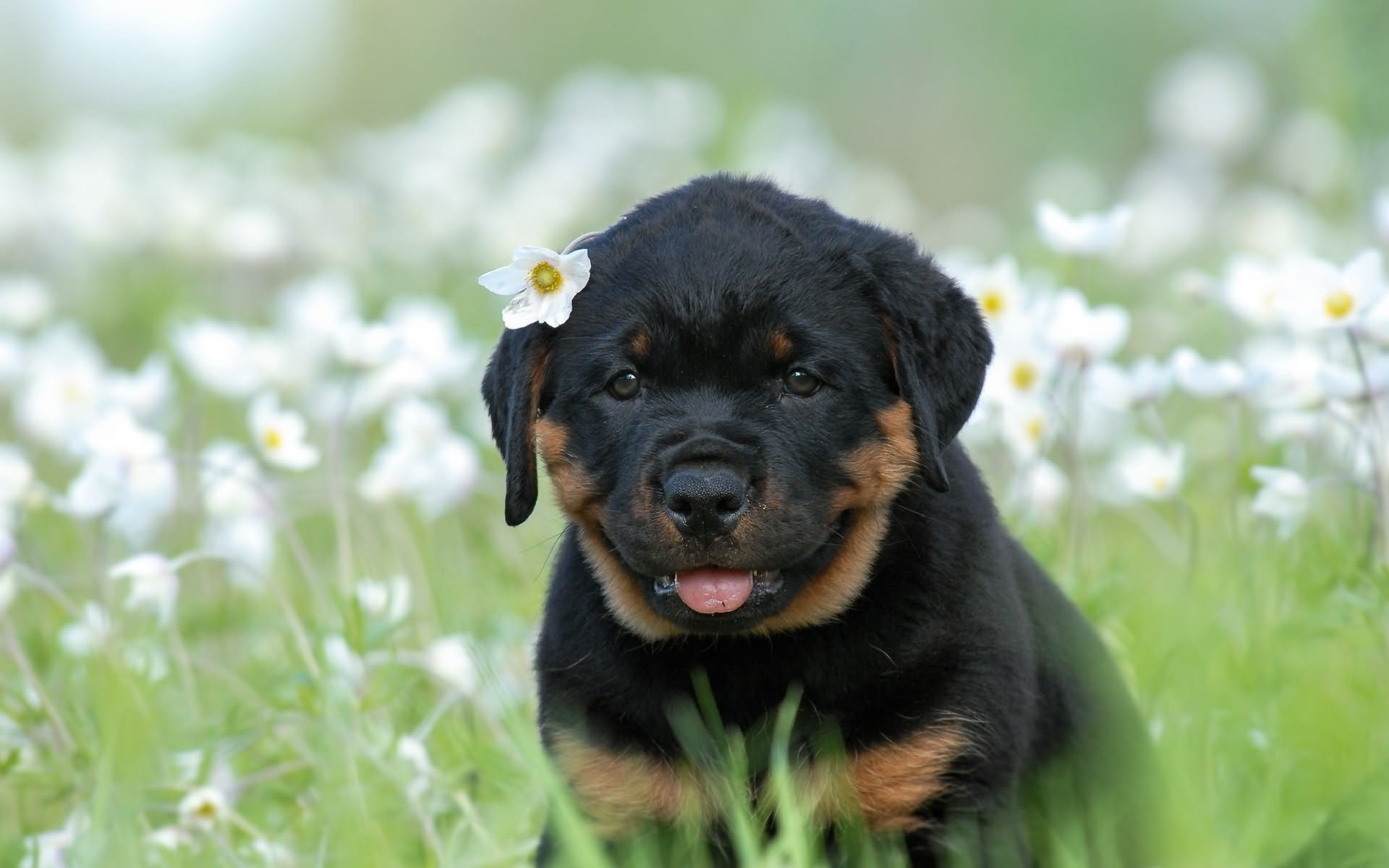 1920x1200 Rottweiler Puppy With Flowers