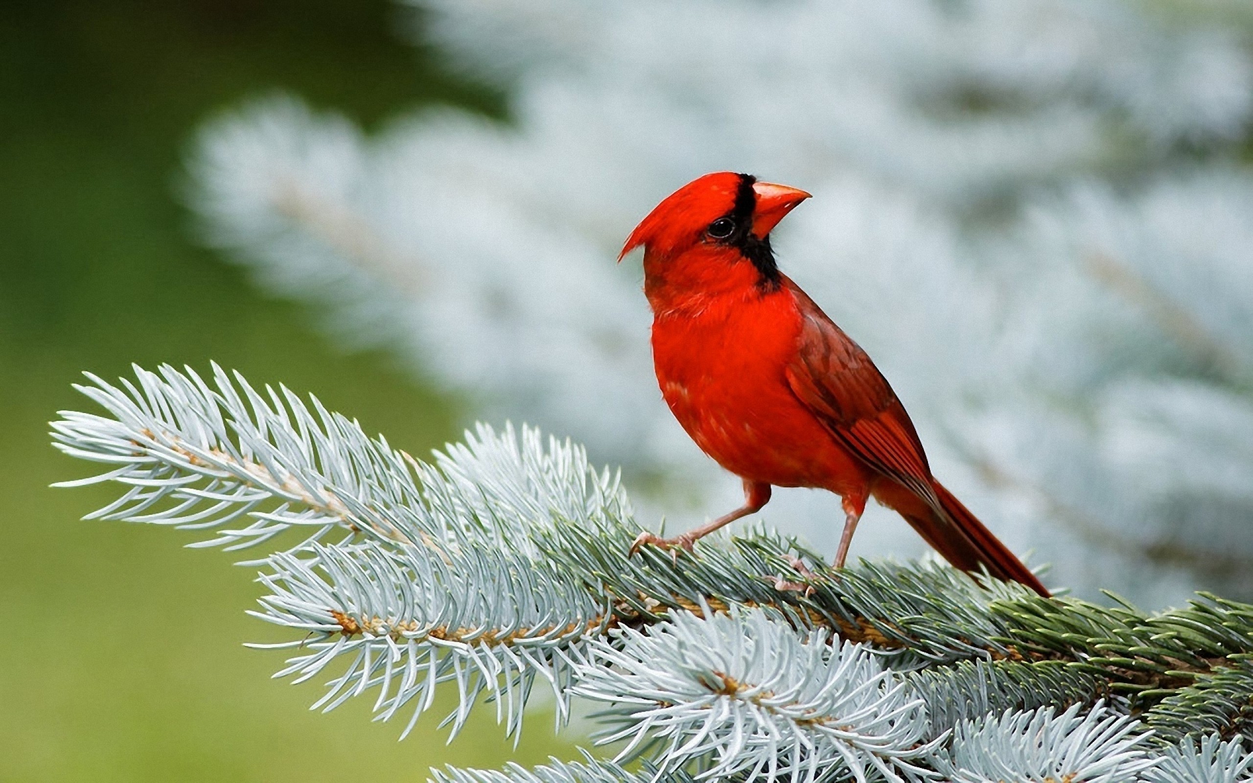 2560x1600 Bird Red Cardinal Wallpaper Download Wallpaper Nature 