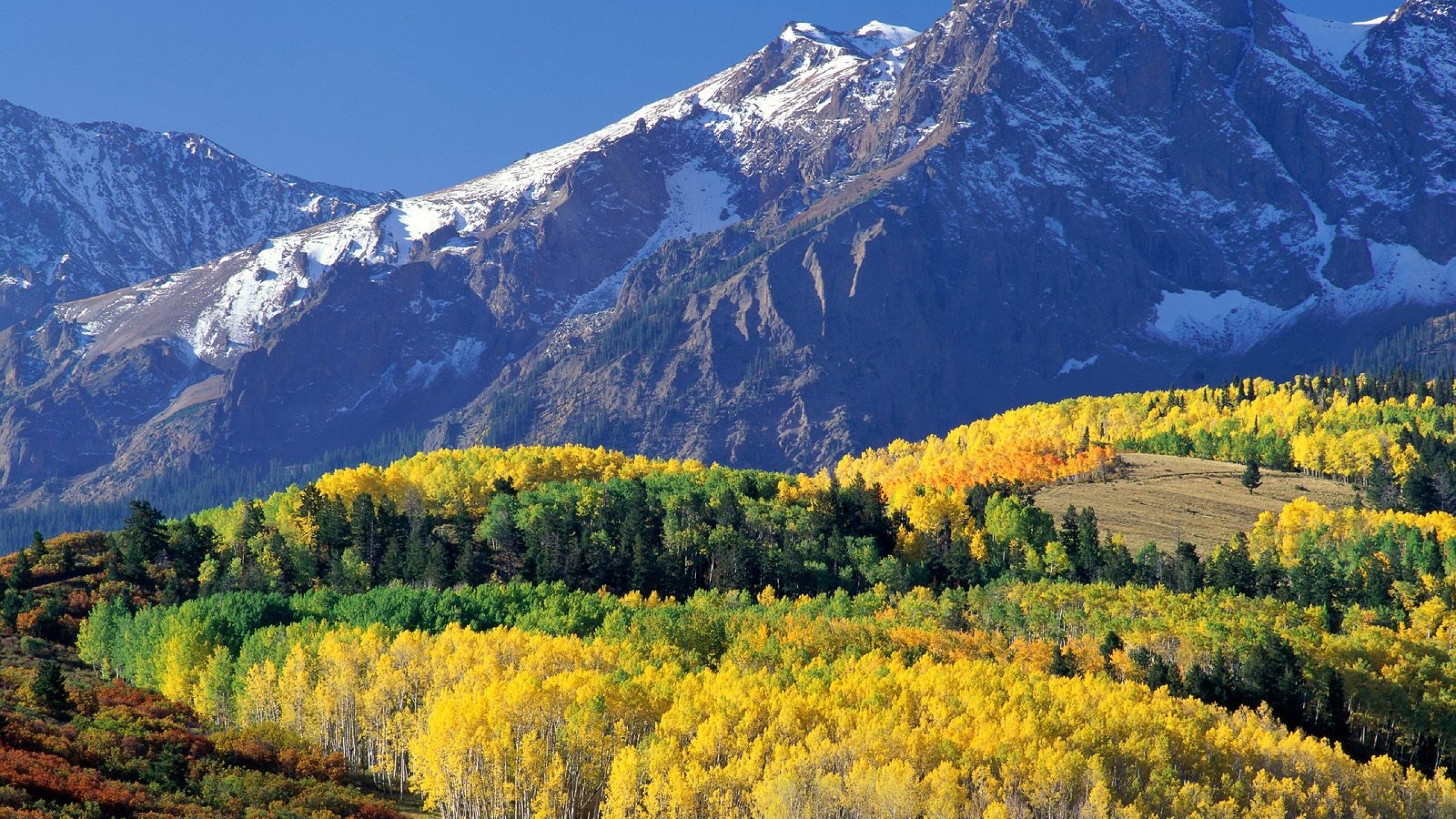 2560x1440 Preview wallpaper mount sneffels, colorado, wood, mountains, autumn  